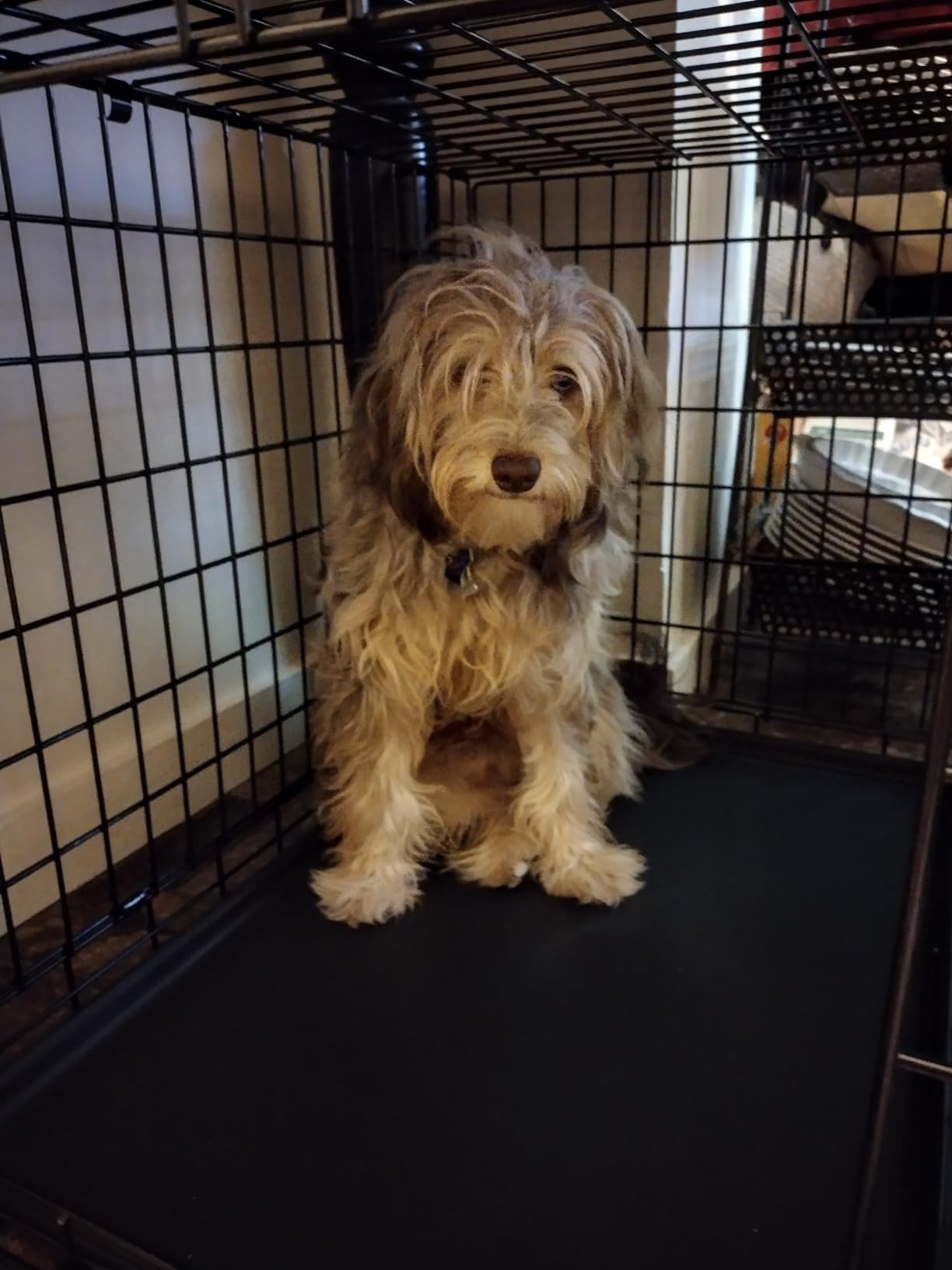 Ultima Pro by MidWest 42-Inch Double Door Dog Crate, 71-90 lbs customer photo 1