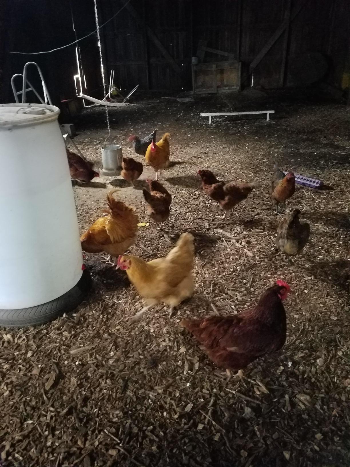K&H Pet Products Stock Tank & Pond Heater, Ultimate Stock Tank Deicer w/ Cord Clip, Water Trough Heater for Horses, Cattle and Livestock, Full Cage, Floating, Submersible, Safety Listed - Red 750W customer photo 1
