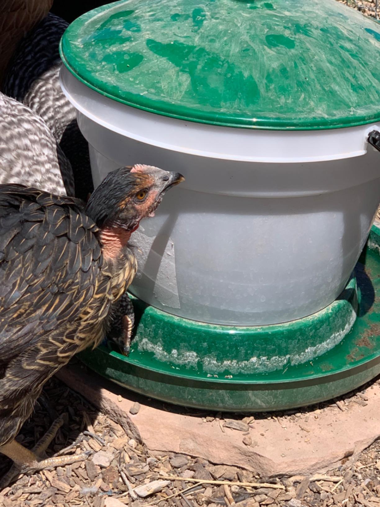 Harris Farms Large Flock Easy-Fill Poultry Drinker, Made with BPA-Free Plastic, Top Fill Design, 6.25 Gallon customer photo 1