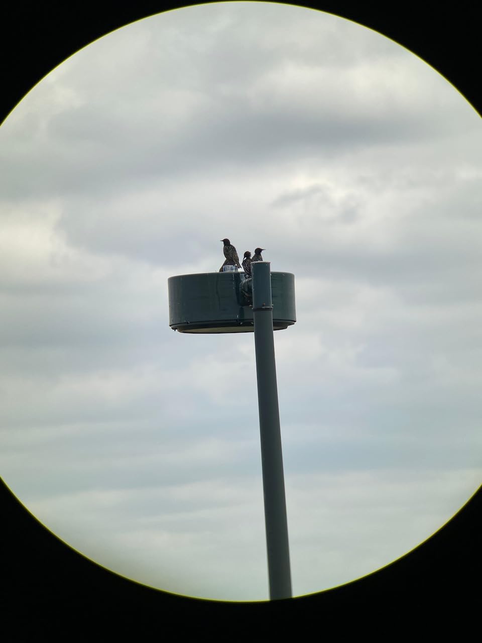 Vortex Razor HD Roof Prism Binoculars customer photo 1