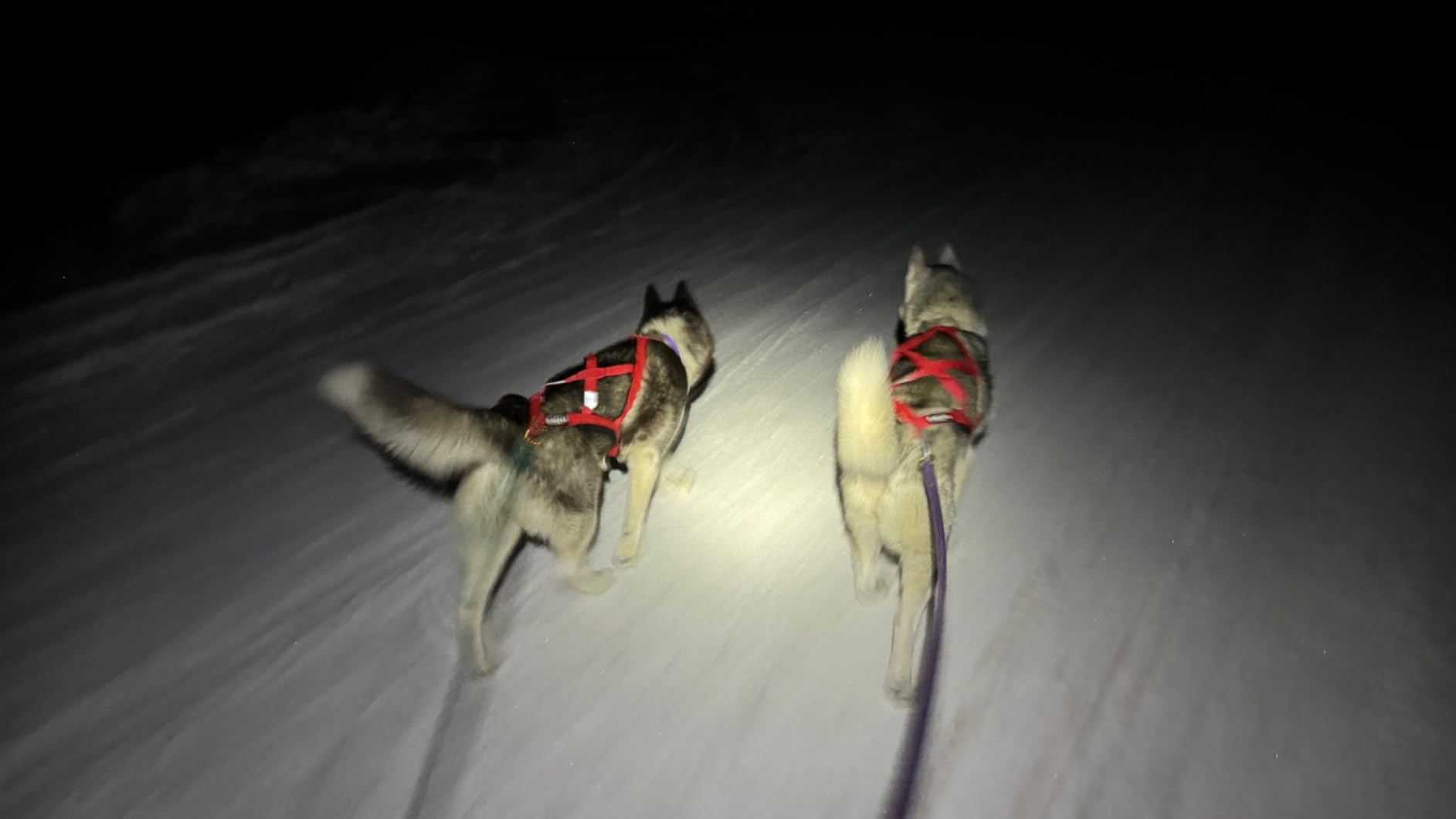 Neewa Pro Sled Dog Harness (Red, Large) customer photo 2