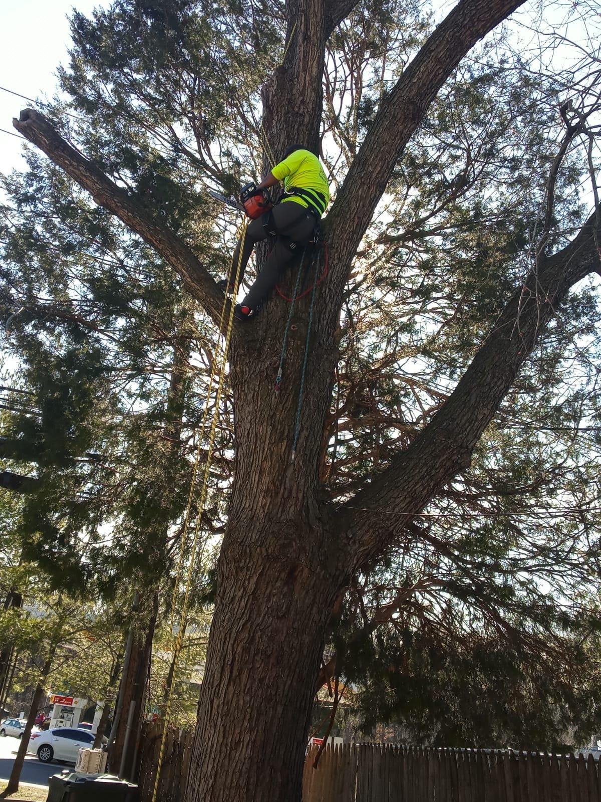 Pelican Rope 24-Strand 7/16 in (11 mm), USA Made Arborist Rope - 7,000 lb MBS - Static Climbing Rope - Lightweight - Arborist-24 - 200 Ft - Plain End - Yellow Black customer photo 1