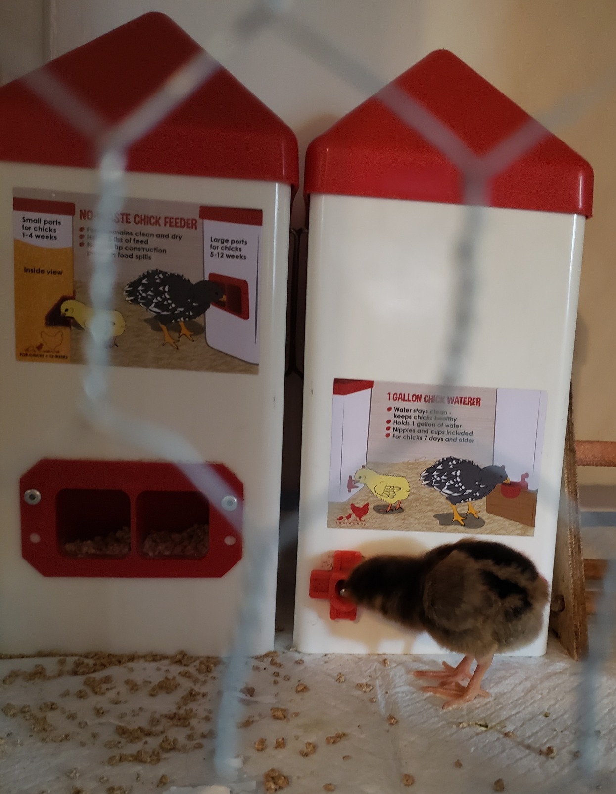 RentACoop 1 Gallon Chicken Waterer with 2 Auto-Fill Cups, Horizontal Nipples and Anti-Roost Cone - Suitable for Chicks, Chickens, Quails, Pigeons and Gamebirds customer photo 2