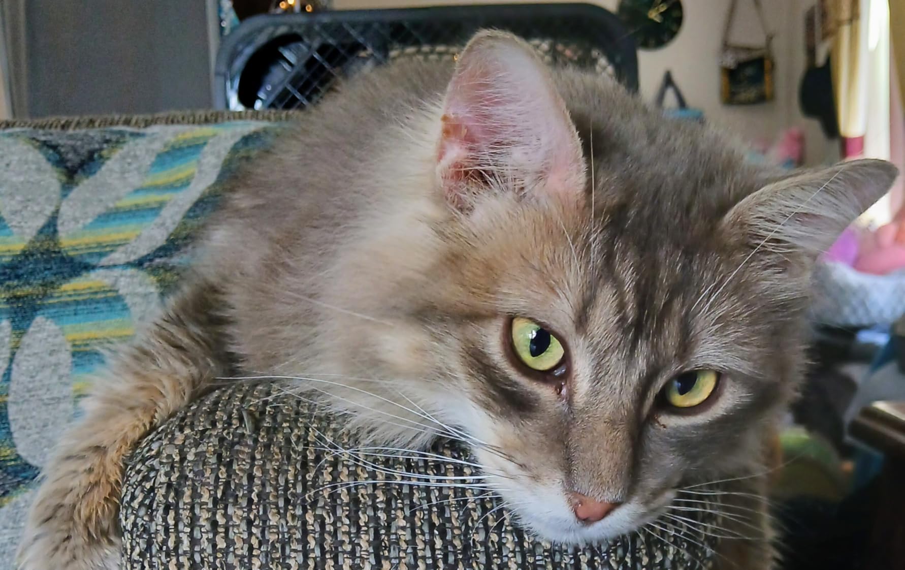 Blue Buffalo Bursts Paw-Lickin' Chicken Crunchy & Creamy Cat Treats, Made with Real Chicken, Natural Cat Treats, 5 oz. customer photo 2