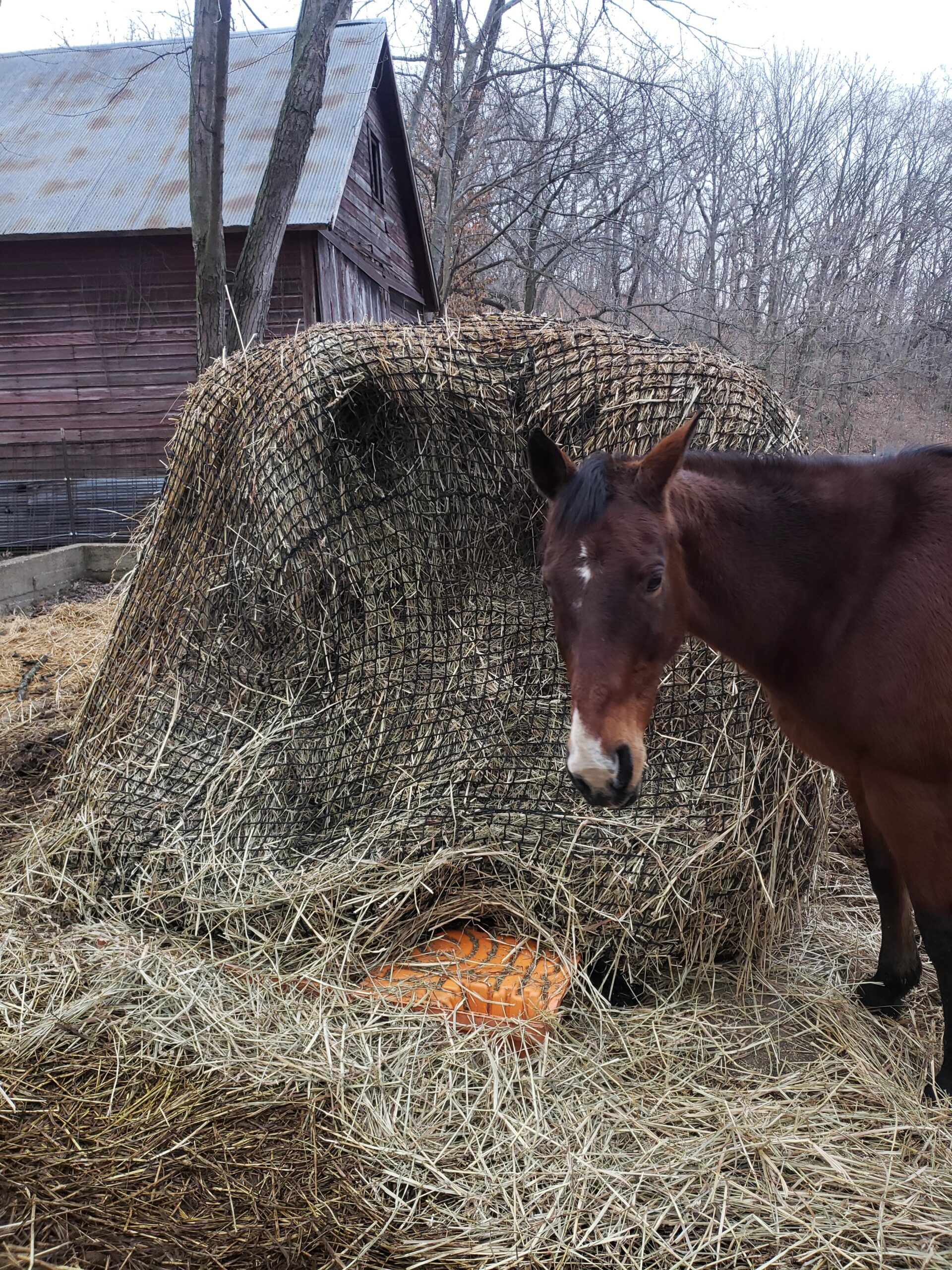 Aoneky Bale Hay Net - Average Feed Haynet for Horses - 6 x 6 ft / 5 x 5 ft customer photo 1