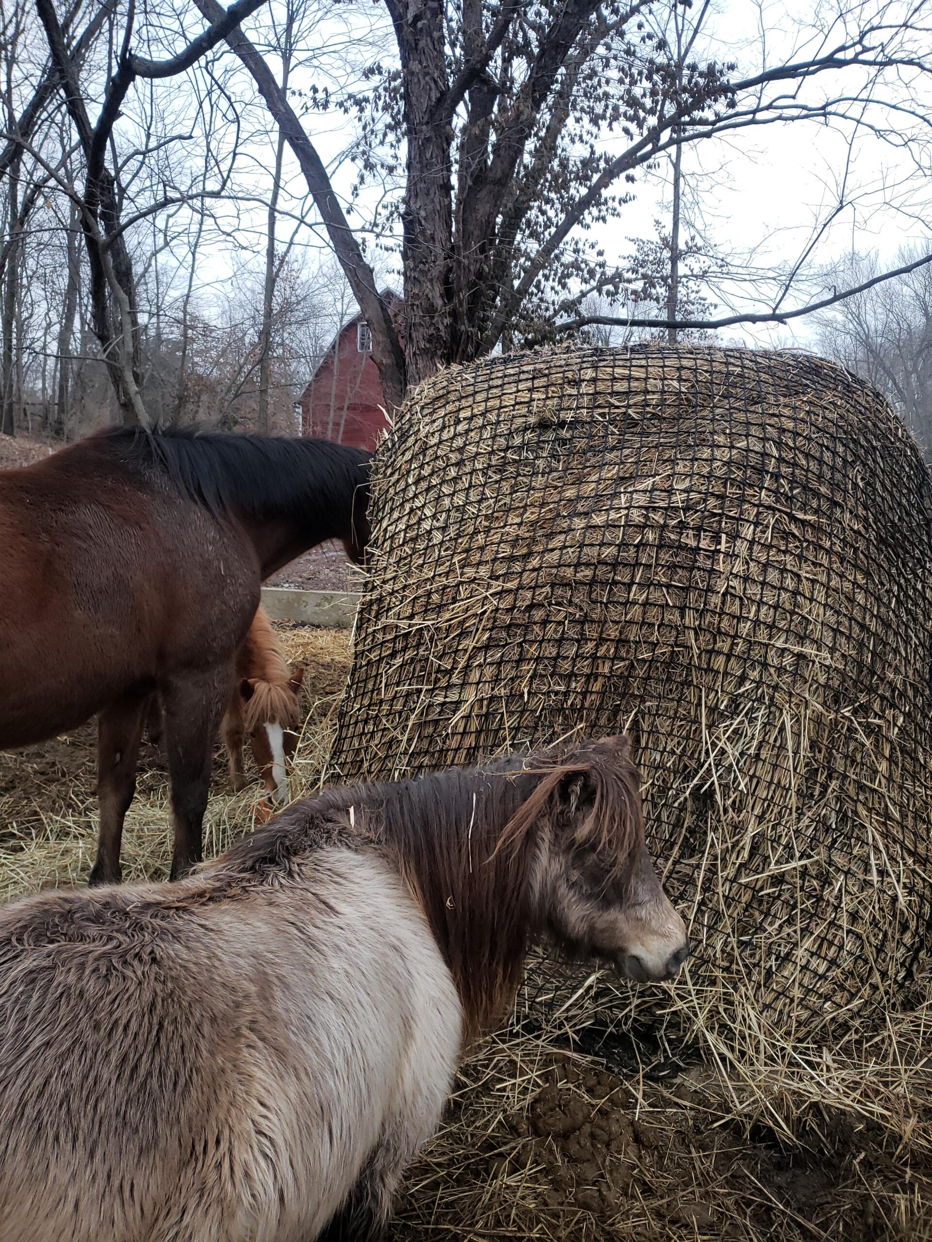 Aoneky Bale Hay Net - Average Feed Haynet for Horses - 6 x 6 ft / 5 x 5 ft customer photo 2