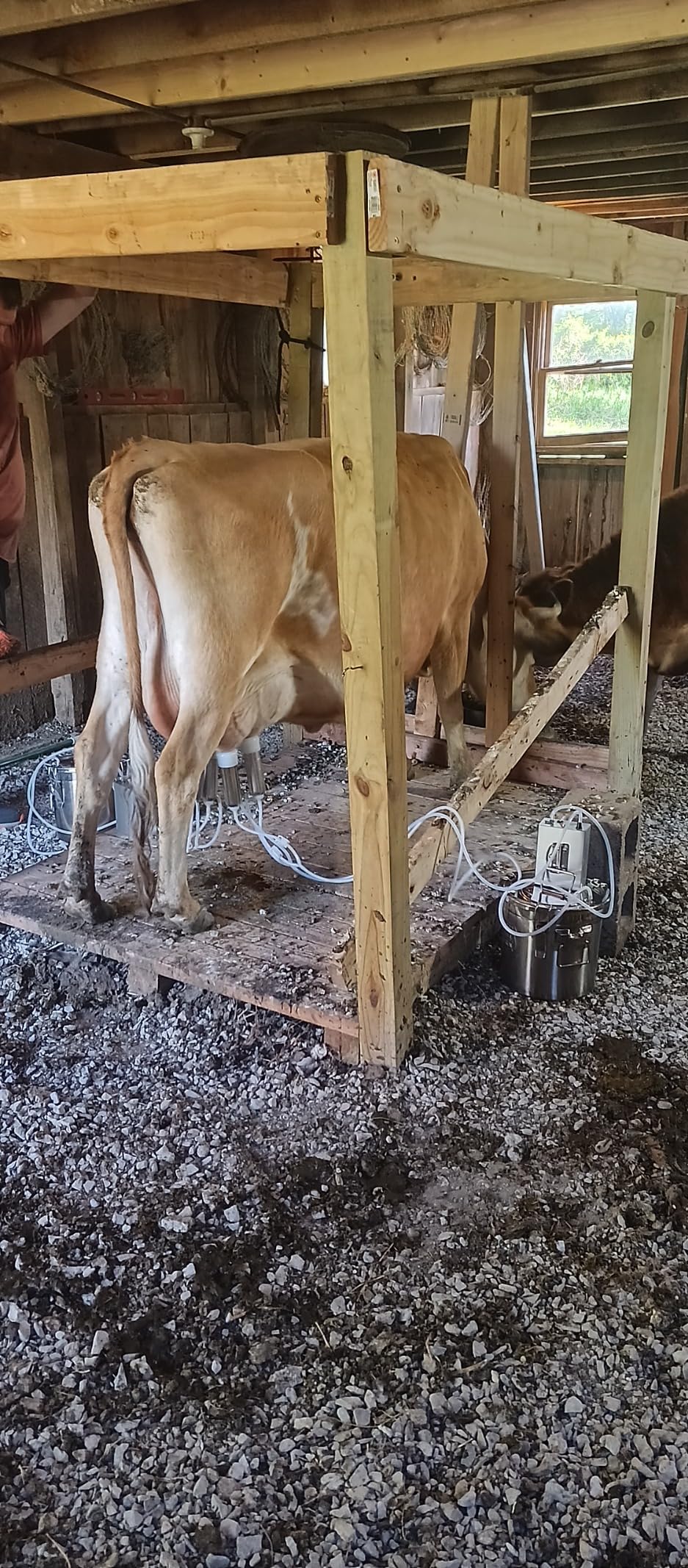 12L Cow Milking Machine, Rechargeable Pulsation Pump Milker (Pro) | Portable Battery Pump, Pulsation System, Speed Adjustable, Auto Stop, SUS304 Stainless Steel Bucket, Food-grade material customer photo 1