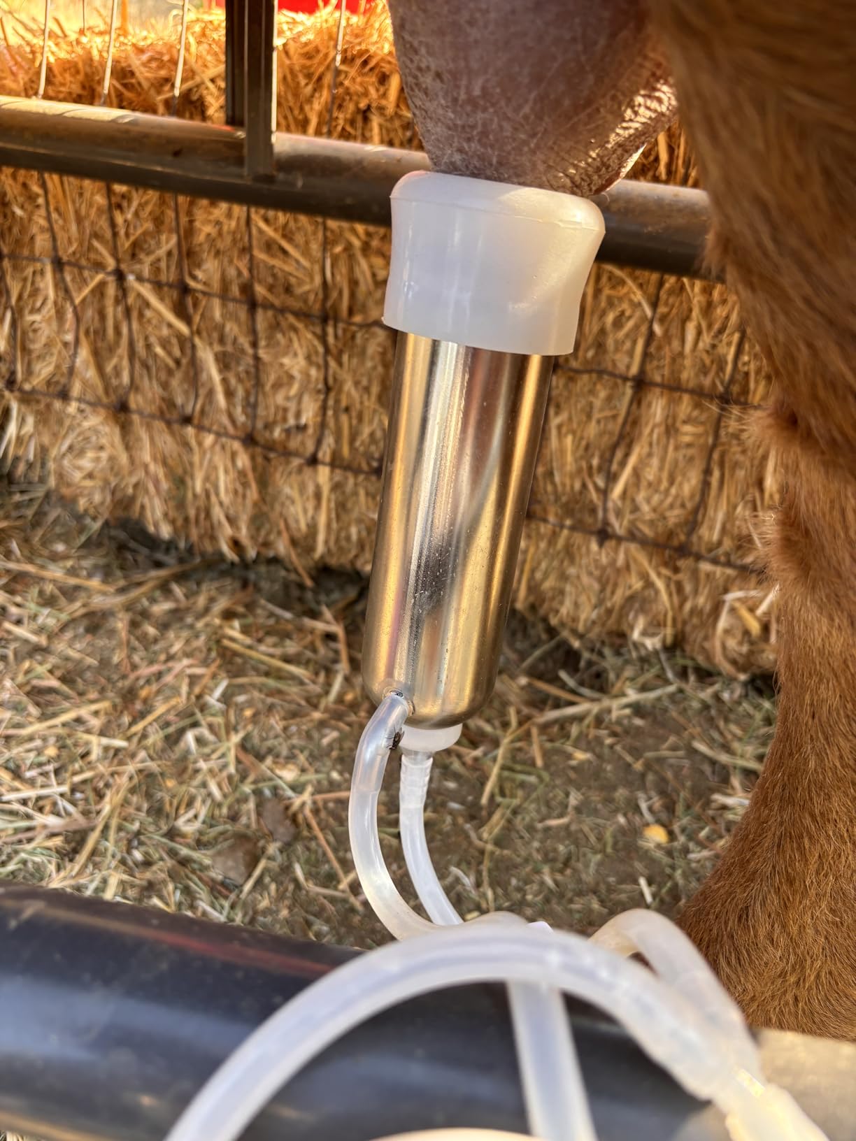 12L Cow Milking Machine, Rechargeable Pulsation Pump Milker (Pro) | Portable Battery Pump, Pulsation System, Speed Adjustable, Auto Stop, SUS304 Stainless Steel Bucket, Food-grade material customer photo 2