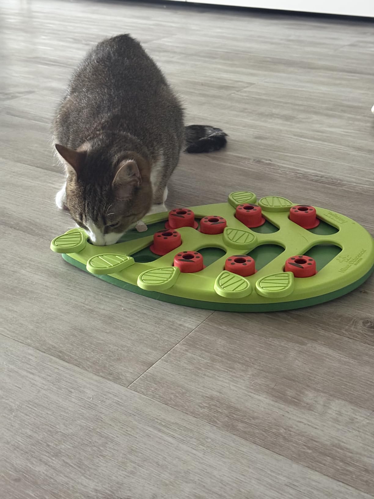 Catstages Nina Ottosson Buggin' Out Puzzle & Play Cat Puzzle Feeder - Interactive Treat Game for Indoor Cats customer photo 1