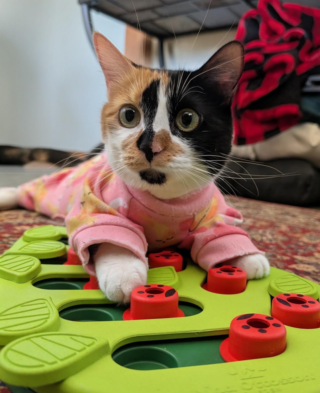 Catstages Nina Ottosson Buggin' Out Puzzle & Play Cat Puzzle Feeder - Interactive Treat Game for Indoor Cats customer photo 2