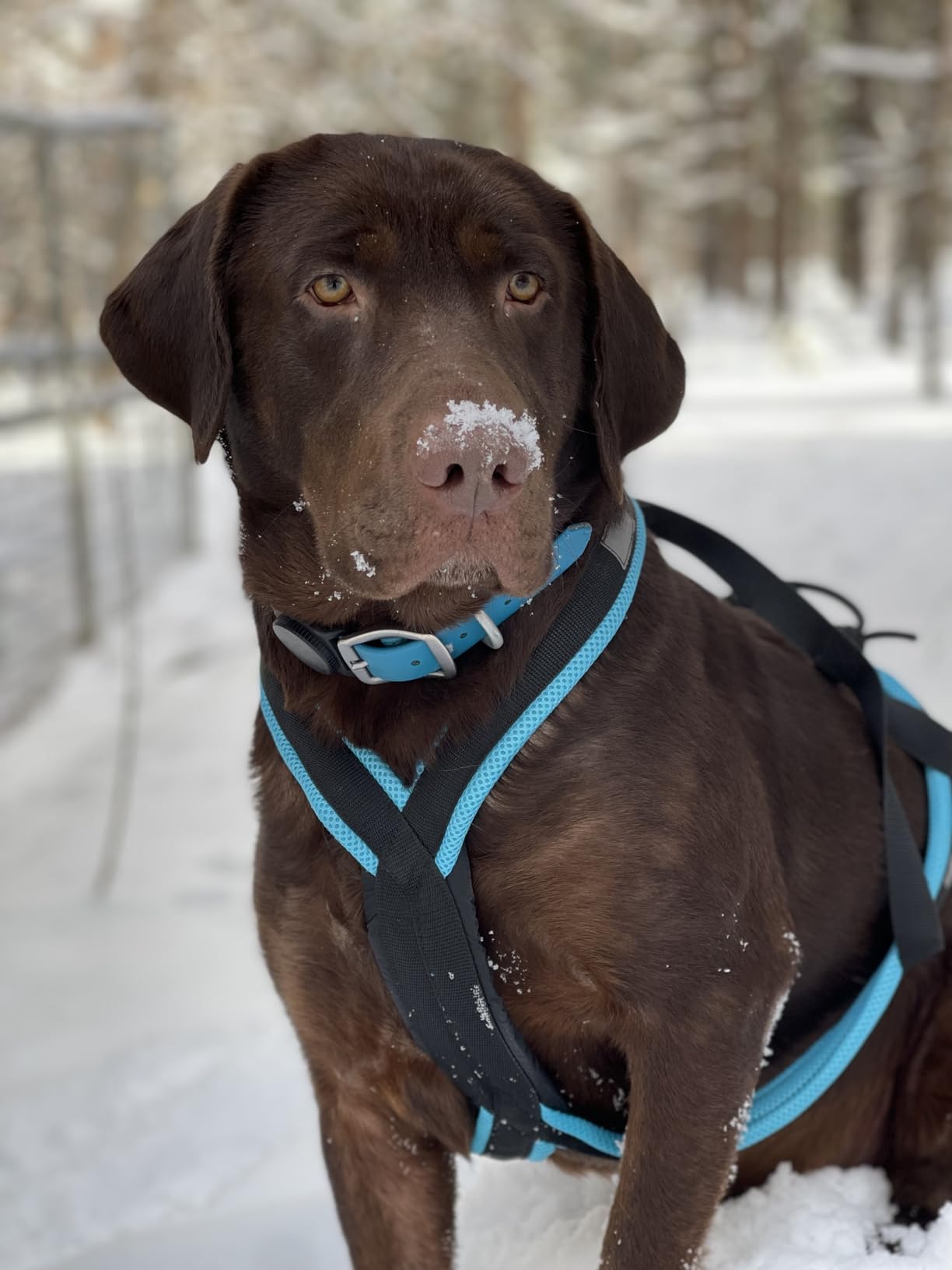 Dog Weight Pulling Harness, XBack for Canicross, Dog Sport, Bike Joring, Ski Joring, Sled Harness, Dog mushing, Dog Running Harness, Black Lightblue customer photo 2