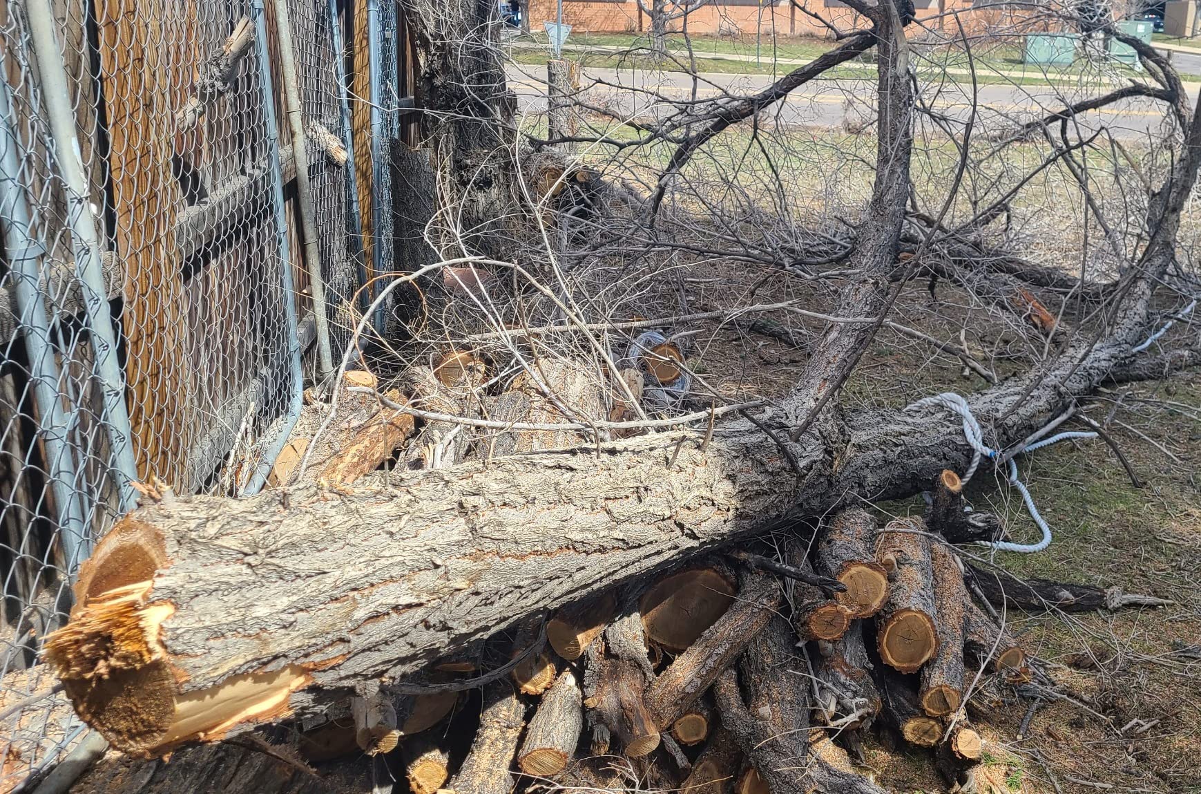Arborist Bull Rope | High Strength Polyester | Tree Hoist Rigging Line | 1 inch x 100 feet, no Eye Splice customer photo 1
