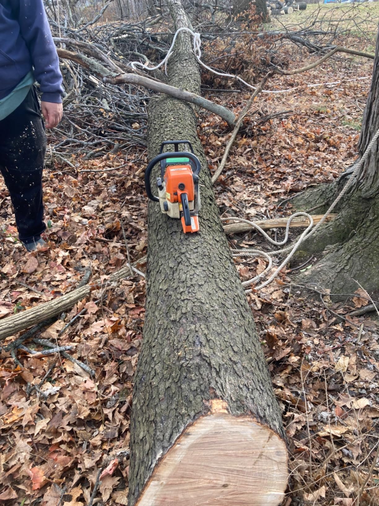 Arborist Bull Rope | High Strength Polyester | Tree Hoist Rigging Line | 1 inch x 100 feet, no Eye Splice customer photo 2