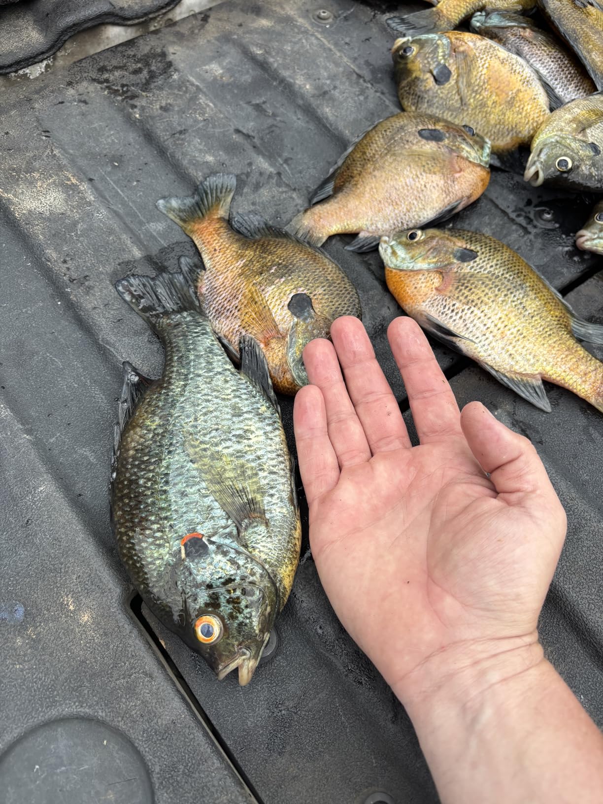 Rapala R12 Heavy-Duty Lithium Fillet Knife Combo customer photo 2