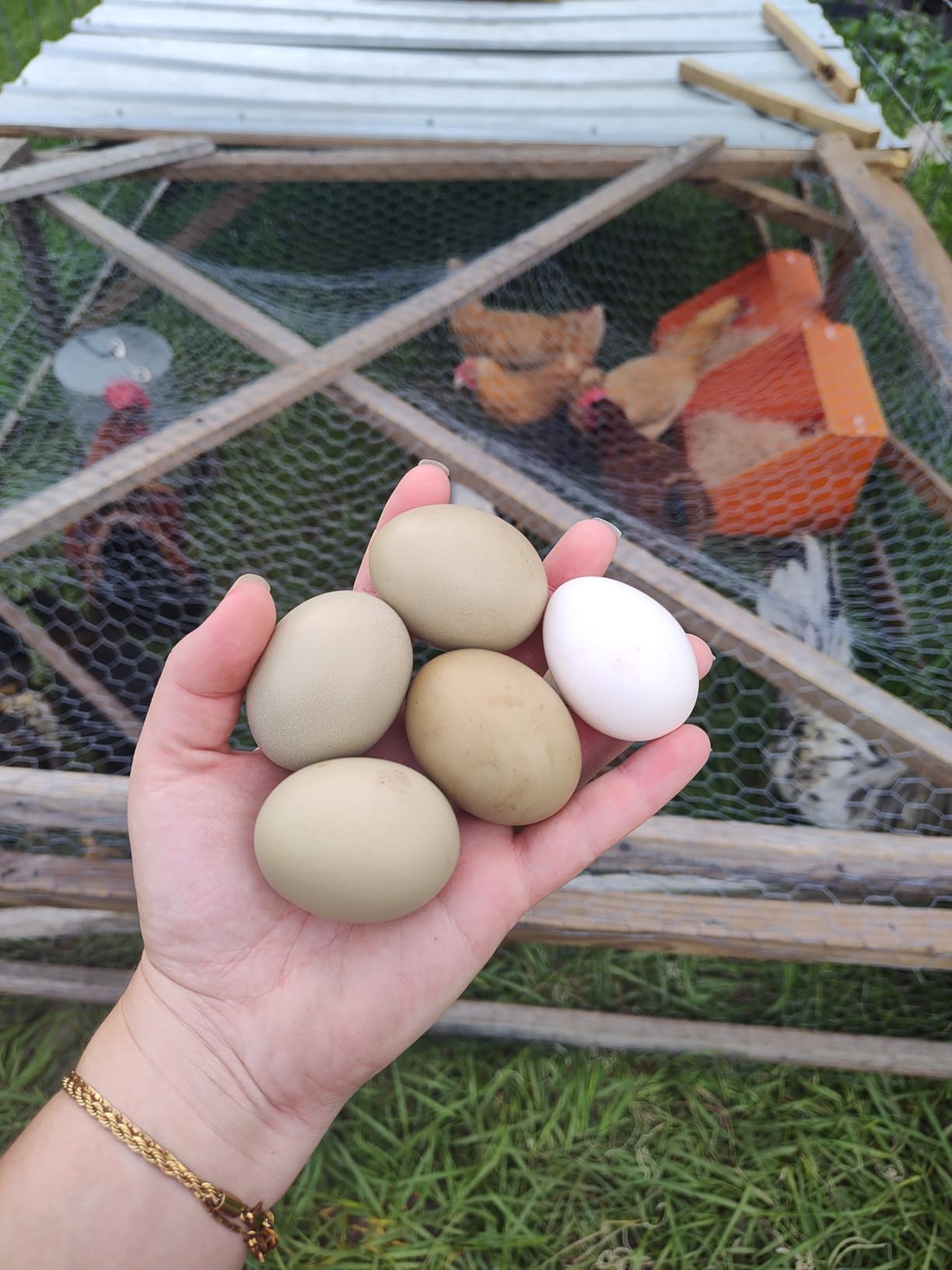 Touri 3 Pack Durable Chicken Nesting Boxes for Laying Eggs for Hens Ducks and Poultry, Orange customer photo 1