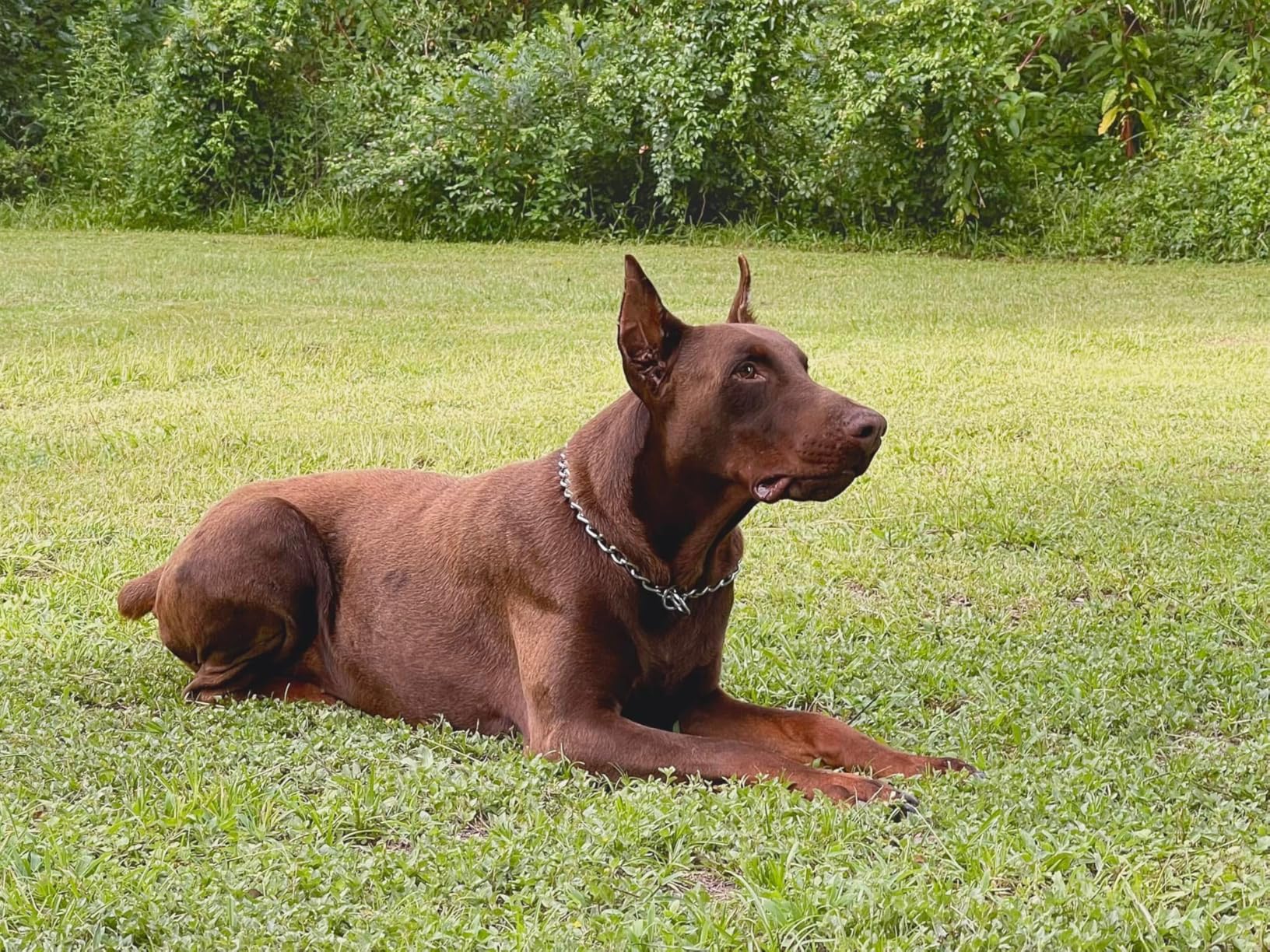Hill's Science Diet Adult Perfect Weight & Joint Support Large Breed Dry Dog Food, Chicken, 25 lb. Bag customer photo 1