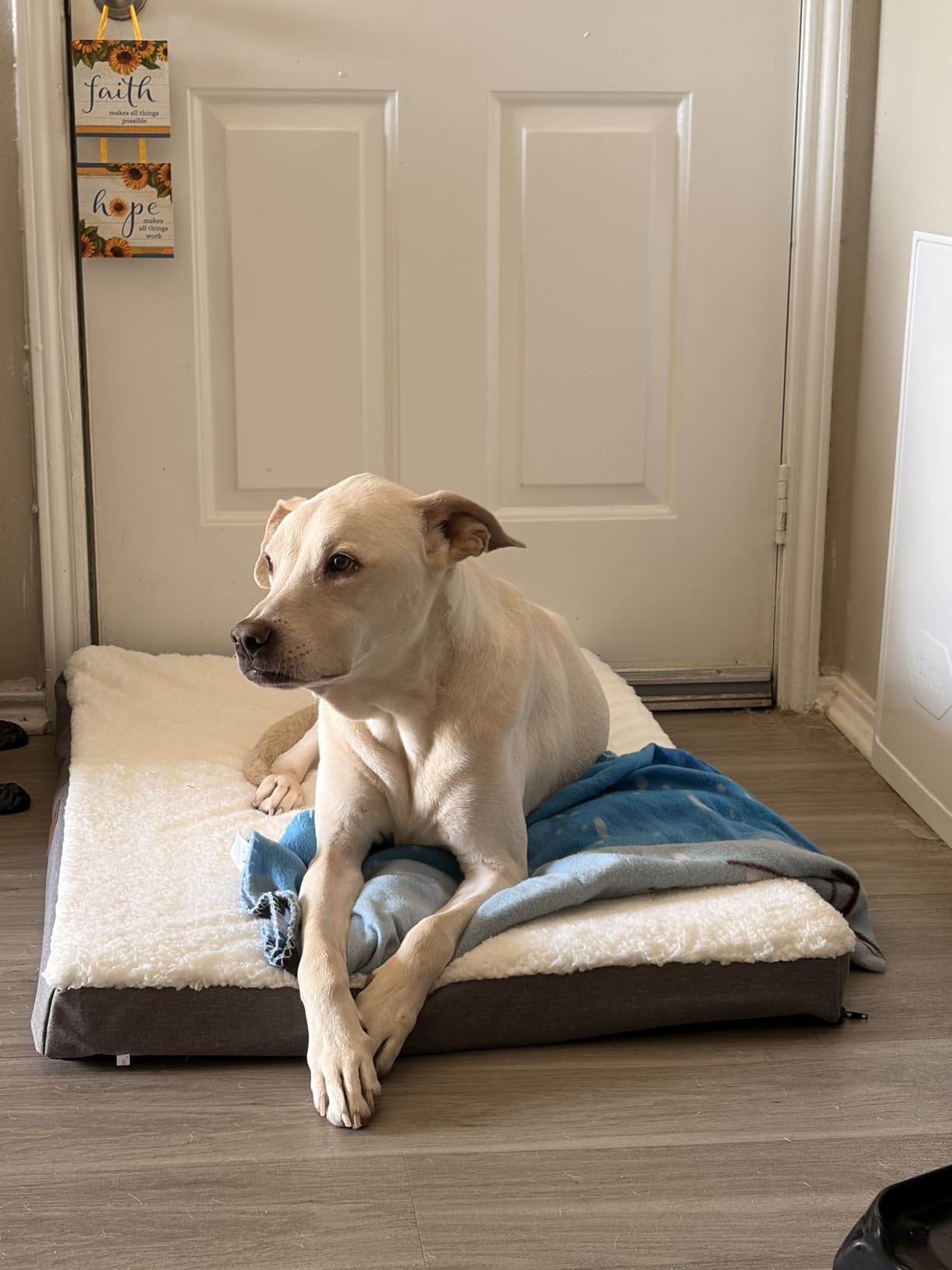 Patas Lague Orthopedic Dog Bed Large Sized Dog 36''X24'', Soft Waterproof Egg Crate Foam Medium Pet Crate Beds Mat with Removable Washable Cover and Non-Slip Bottom, Black customer photo 1