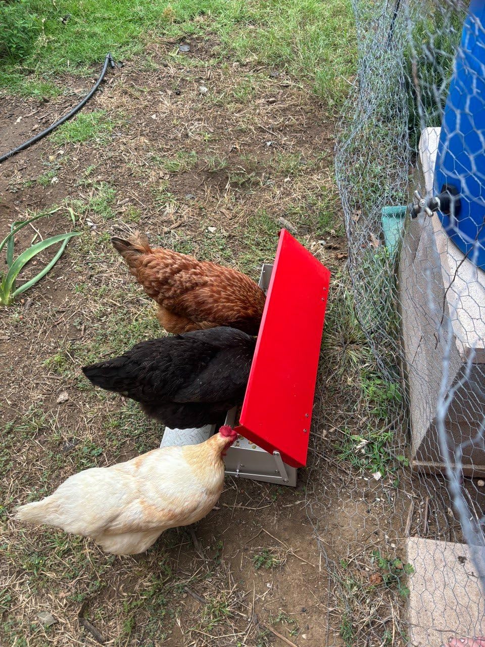 Automatic Chicken Feeder, Galvanized Treadle Poultry Feeder No Waste, Rainproof Metal Auto Chicken Feeder Rat-Proof, No-Spill for Duck Turkey Outside customer photo 1