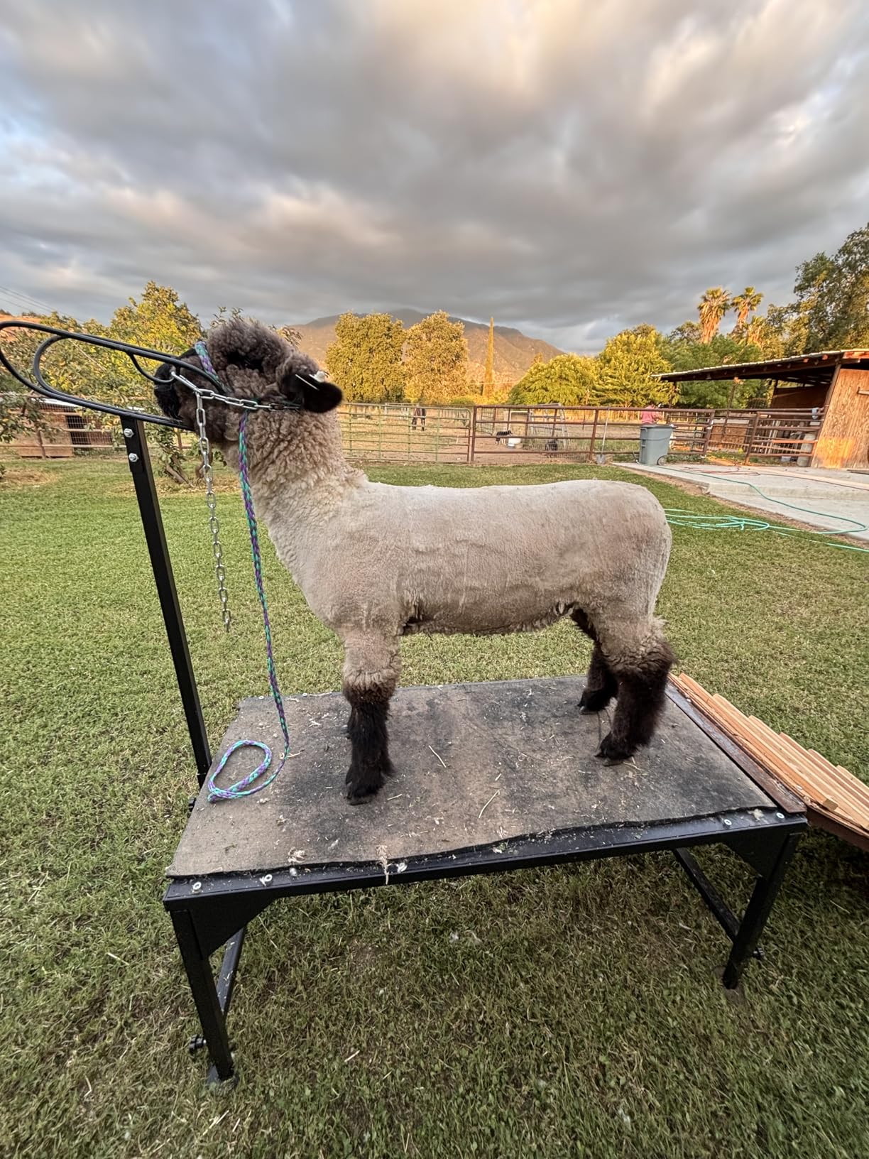 Metal Livestock Stand, Sheep & Goat Trimming Stand 50