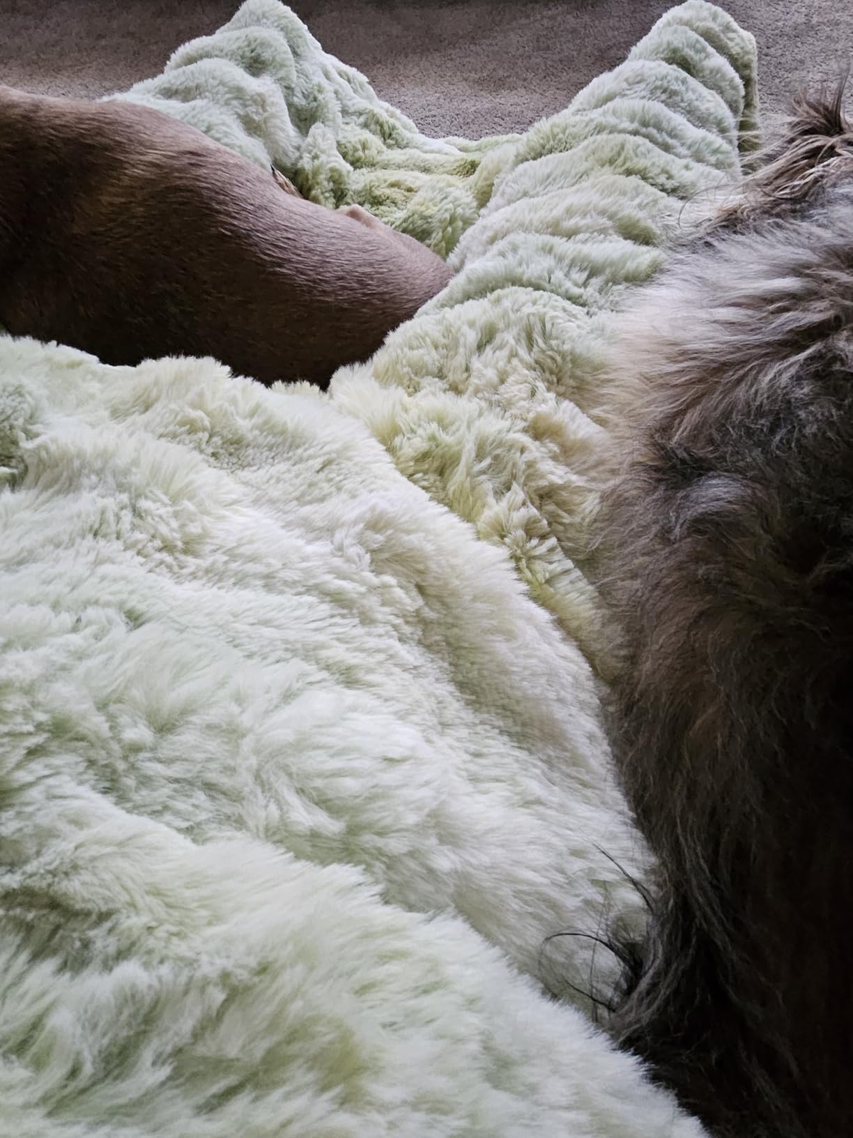 Anysay Heated Blanket Throw with 1/2/4/6/8 Hours Auto-Off 10 Heat Level, 50'' * 60'' Cozy Faux Rabbit Fur Bubble Electric Blanket with Overheat Protection(Dark Grey) customer photo 2