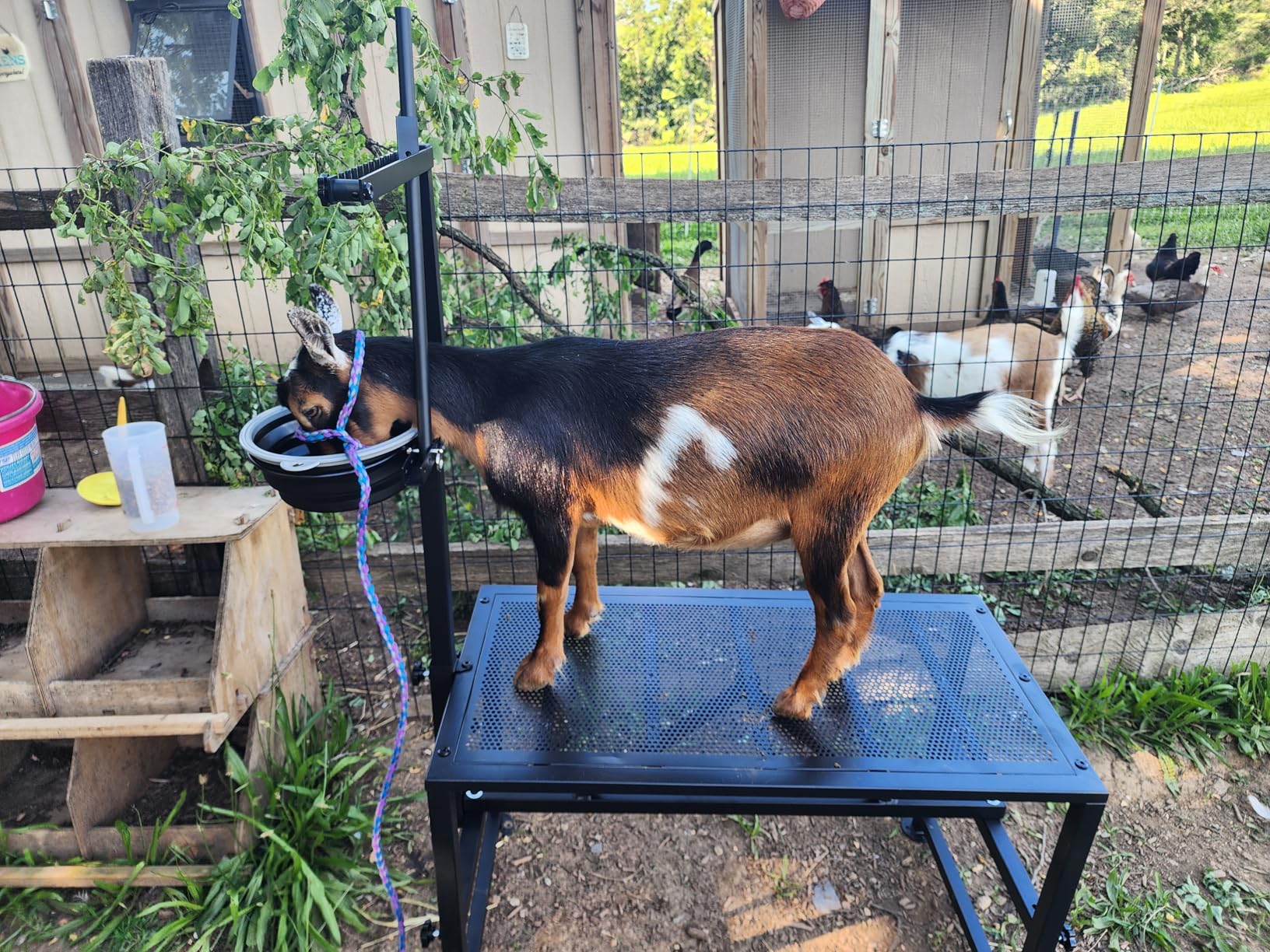 600 LBs Goat Stand with Feed Bin, Goat Milking Stand for Sheep Trimming and Milking, Hoof Trimming Stand Adjustable Size, with Feeder, Iron Black customer photo 2
