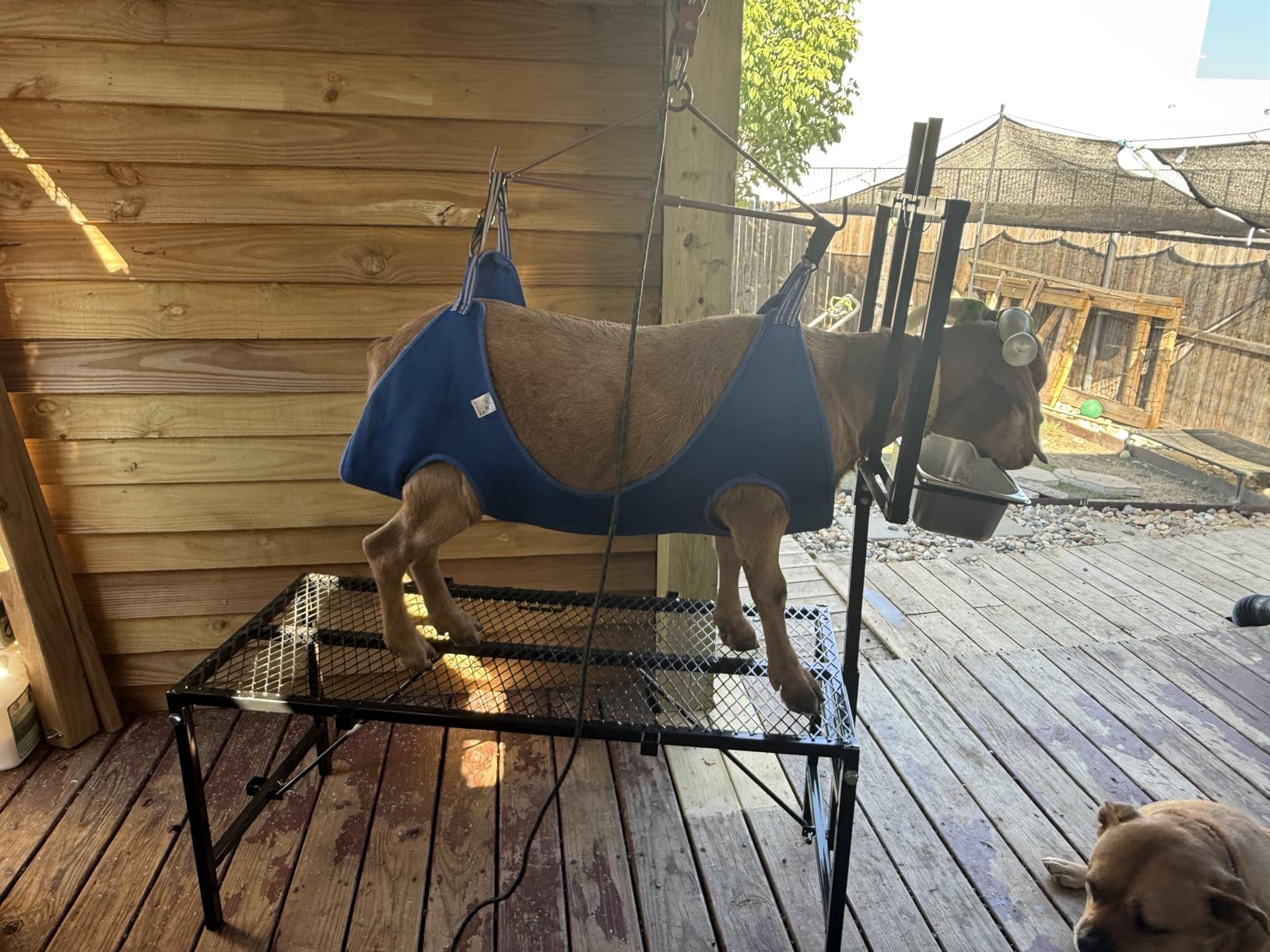 600LBS Milking Stand for Goat, Adjustable Sheep Rack with Feeder, Metal Livestock Milk Stand Fit for Shearing, Hoof Trimming, Animal Examination, Stainless Steel (Silvery) customer photo 1