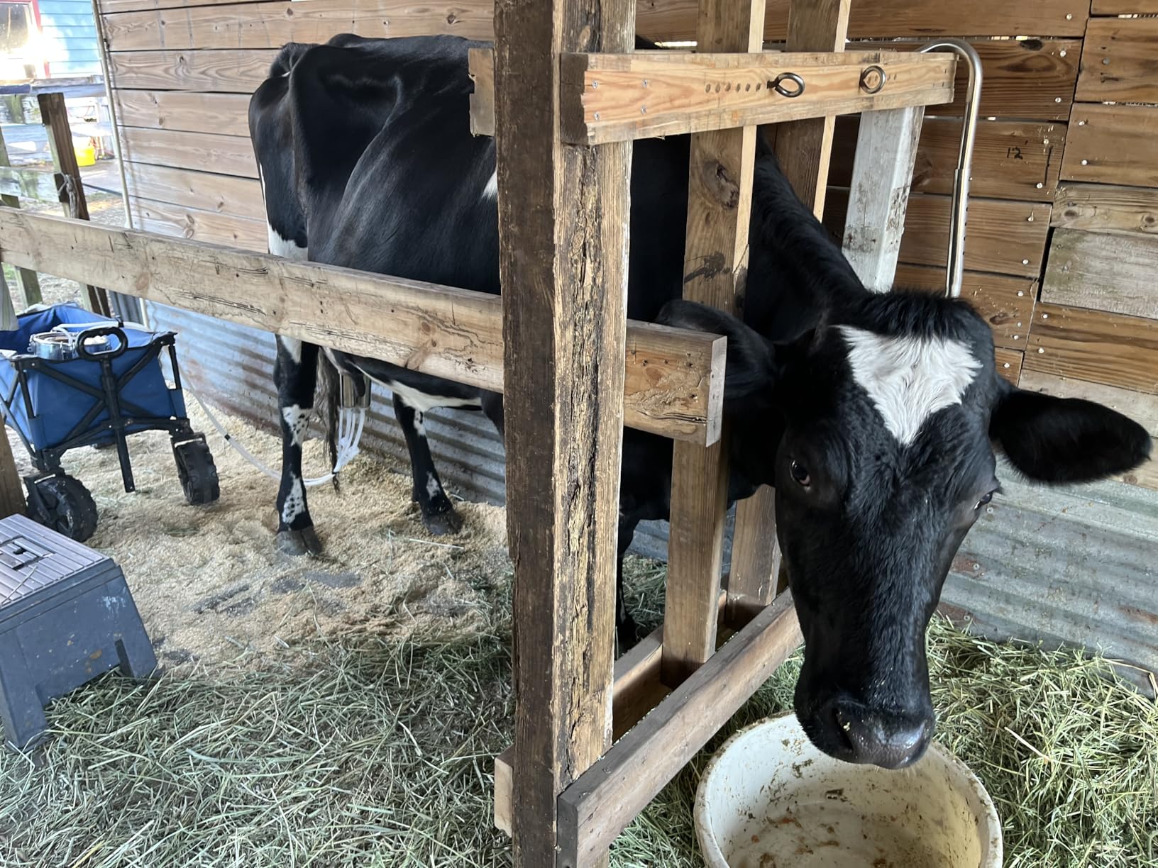 Upgrade 2-in-1 Goats and Cows Milking Machine, 3.7Gal/14L Food-Grade Stainless Steel Bucket with 5200mAh Built-in Rechargeable Battery, 4 Teat Cups, Cordless Pulsation Vaccum Electric Milking Machine customer photo 2