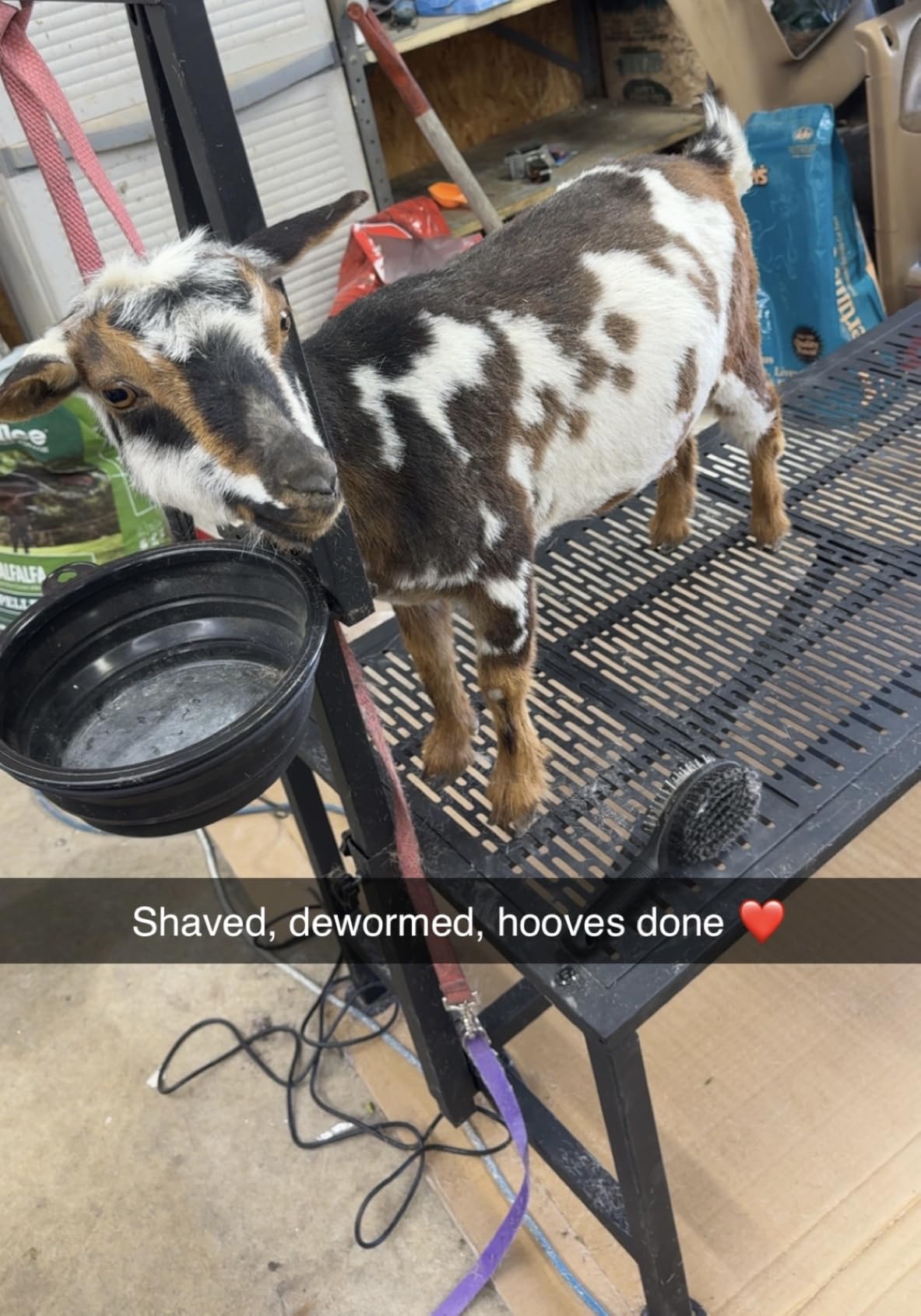 Upgrade Goat Milk Stand with Feed Bin, 400lbs Goat Stand for Grooming & Hoof Trimming, 1mm Thick Platform & Anti-Slip Design, for Pygmy and Dwarf Goats, Firm Head Lock and Adjustable Head customer photo 1