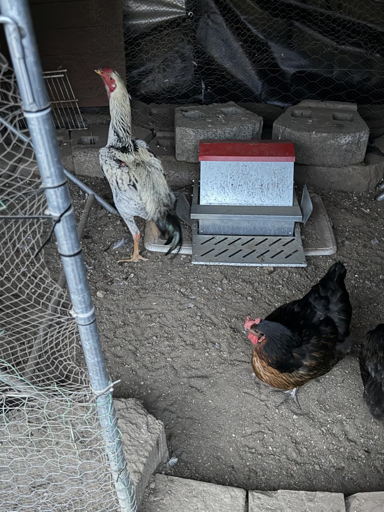 25lbs Automatic Chicken Feeder-Metal Treadle Poultry Feeder, No Waste Rat Proof Chicken Feeder with Sturdy Galvanized Steel Build and Weatherproof Locking Lid for Duck, Fowl, Pheasant Outdoor customer photo 1