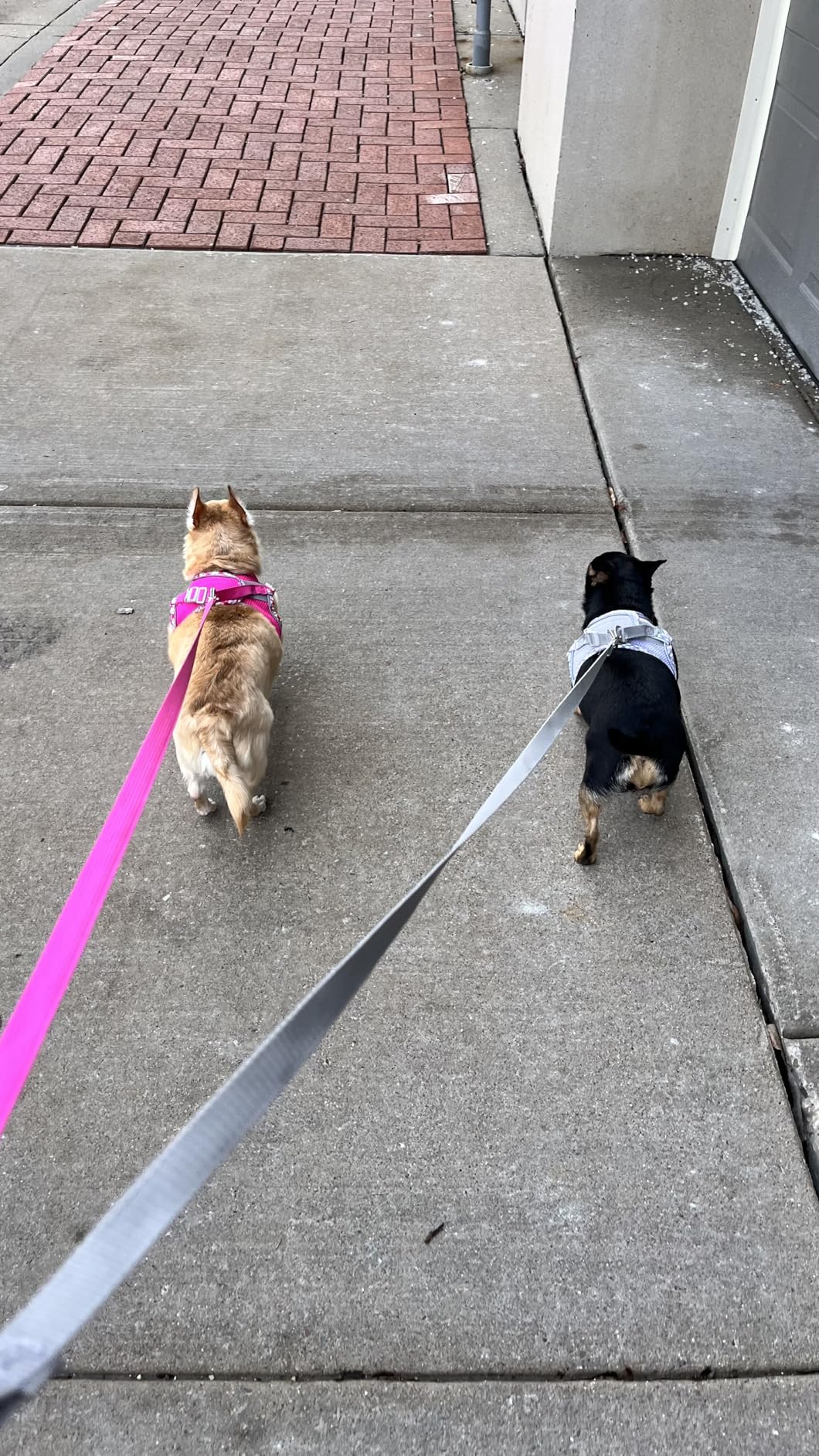 Petank Dog Harness for Small Medium Dogs No Pull, Puppy Harness and Leash Set for Walking, Running, Training customer photo 1