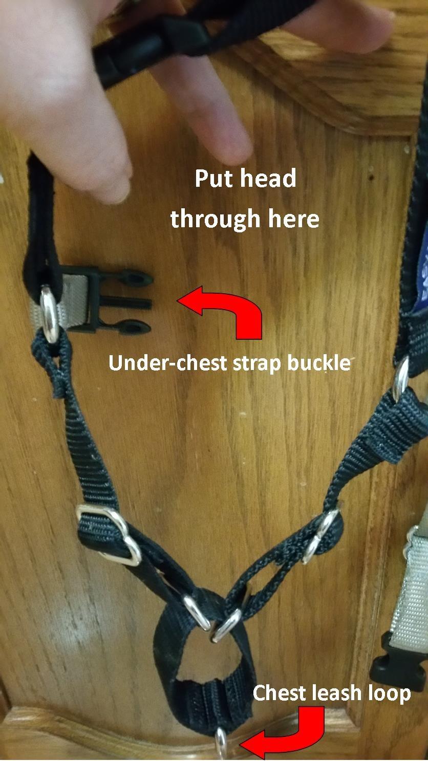 PetSafe Easy Walk Harness for Dogs - Pull-Free Walks - Patented Martingale Loop Design - Front Chest Leash Attachment - Adjustable Comfort Straps - Breathable Harness Design customer photo 1