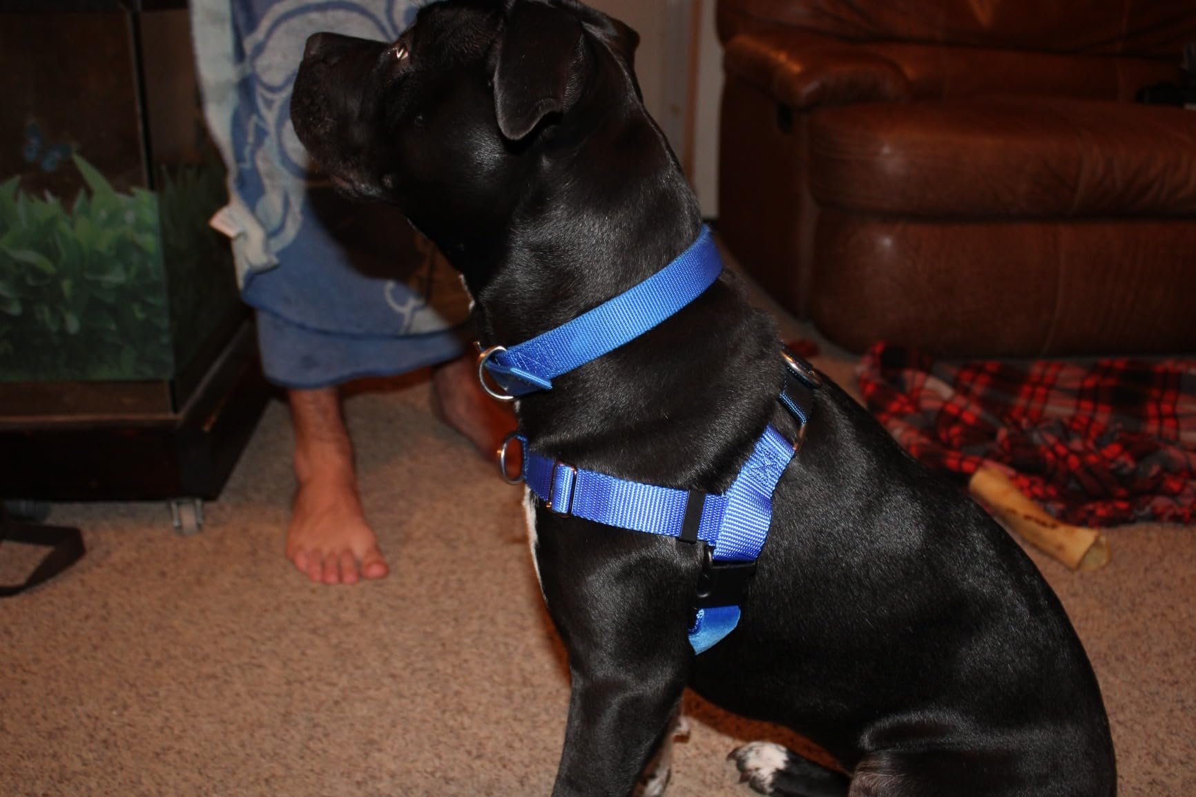 2 Hounds Design Freedom No Pull Dog Harness, Adjustable Harness and Leash Set, Easy Walking & Comfortable Control, Fits Small, Medium & Large Dogs, Solid Colors, Made in USA, 1