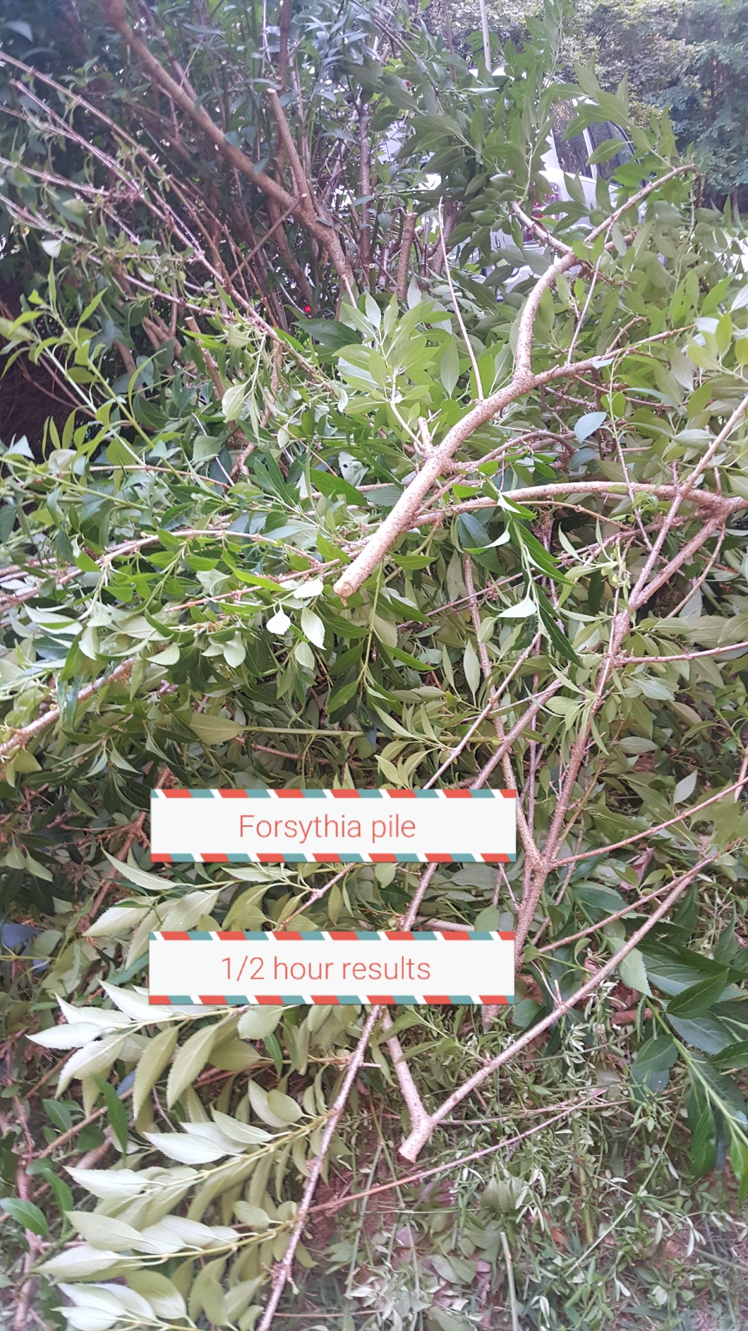 Ratchet Pruning Shears Gardening Tool - Anvil Pruner with Assisted Action - Ratcheting Pruners by The Gardener's Friend customer photo 2