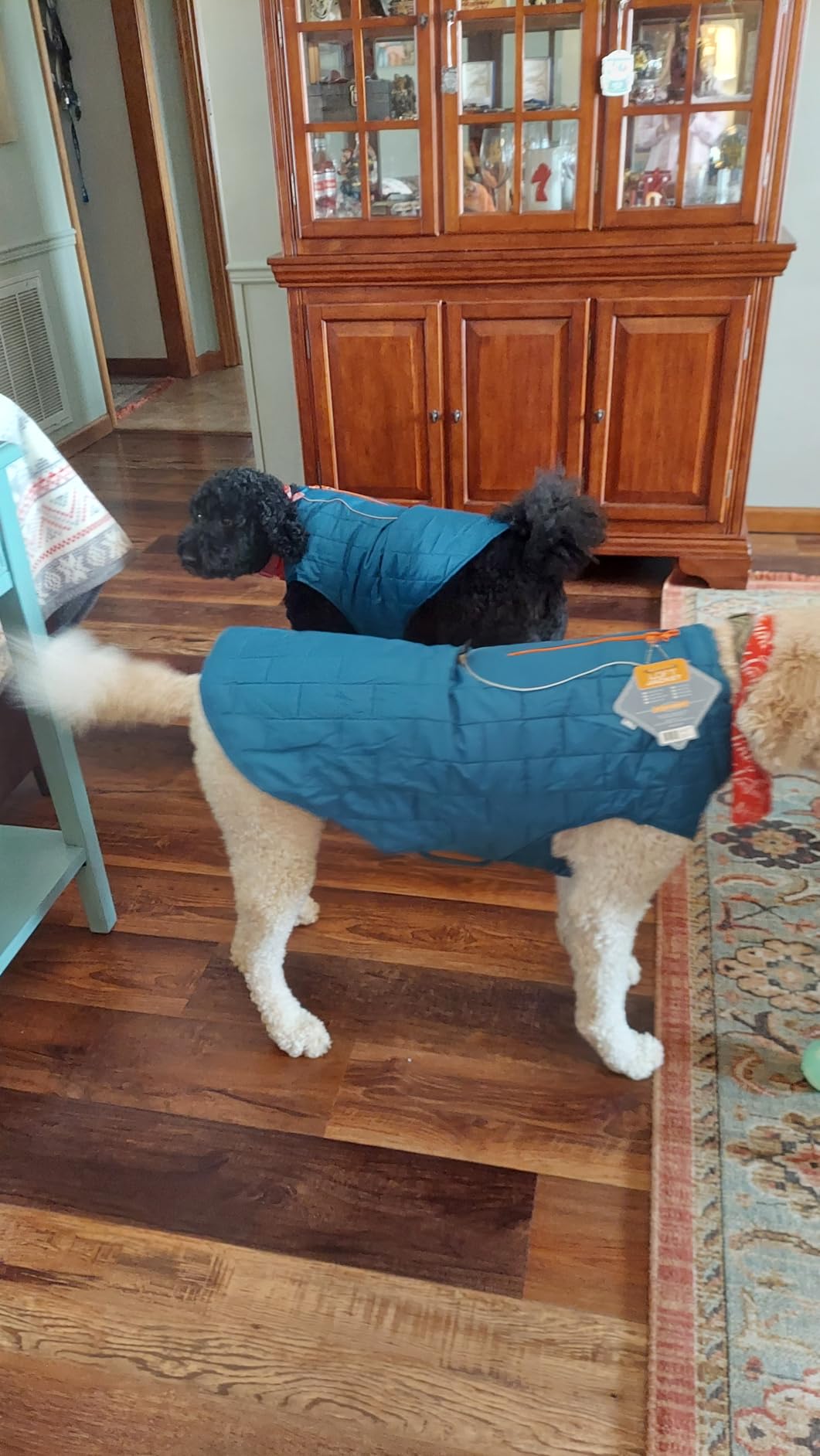Kurgo Loft Dog Jacket - Reversible Cozy Coat for Outdoor Adventures - Water Resistant - Athletic Fit - Machine Washable Fabric - Reflective Dog Gear - Large - Coastal Blue customer photo 1