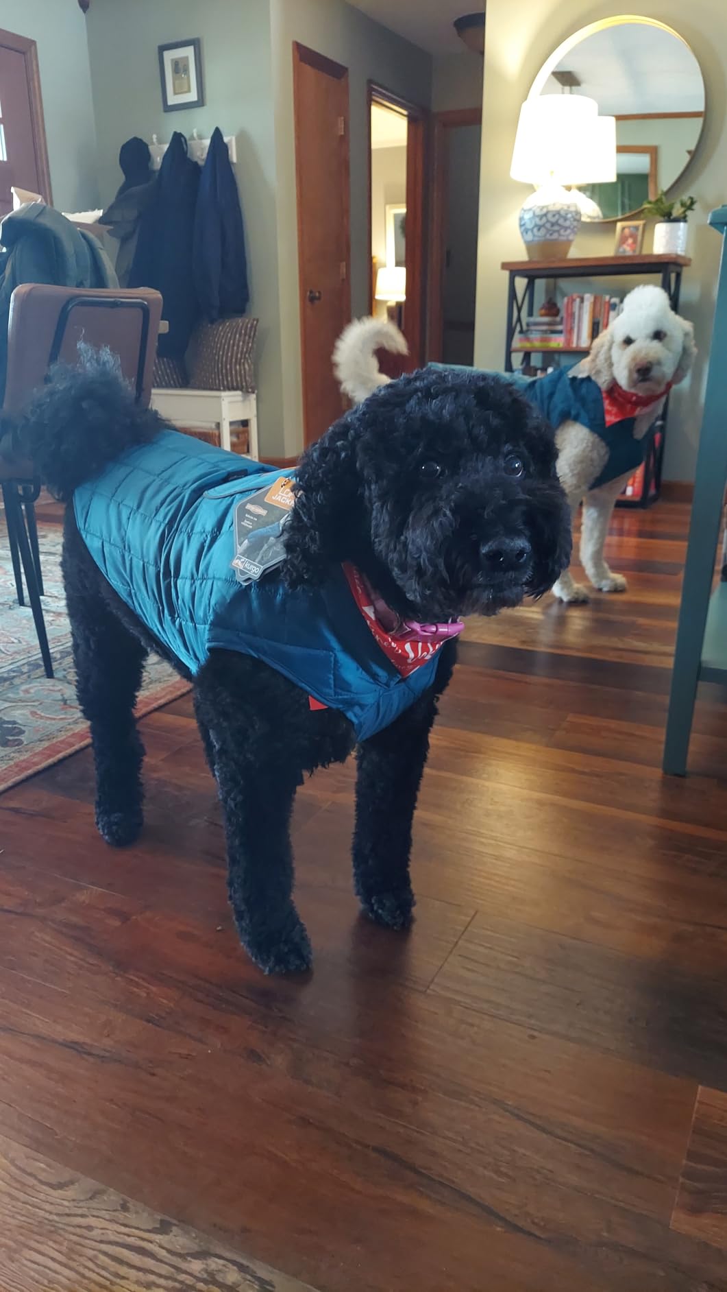 Kurgo Loft Dog Jacket - Reversible Cozy Coat for Outdoor Adventures - Water Resistant - Athletic Fit - Machine Washable Fabric - Reflective Dog Gear - Large - Coastal Blue customer photo 2