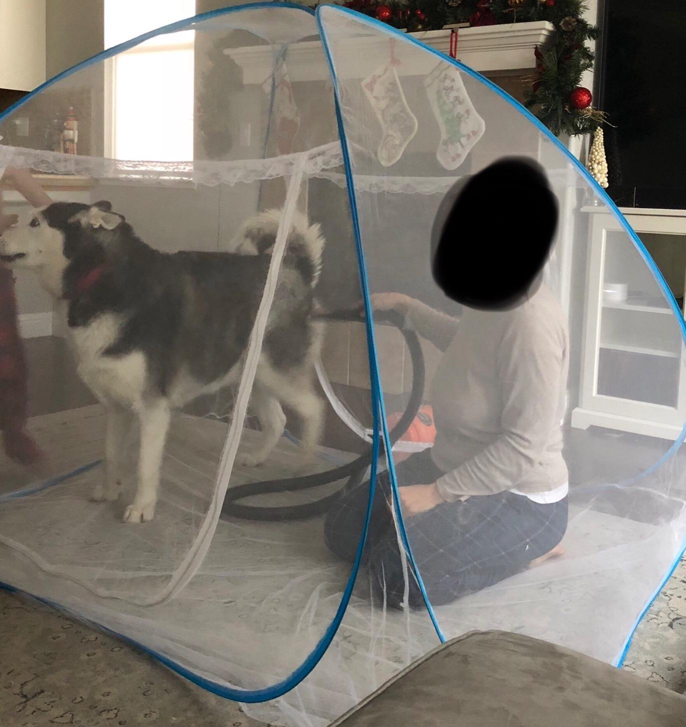 METROVAC AFTD-3V Air Force Commander Variable Speed Pet Grooming Dryer Purple | High Velocity Dog Hair Blower 4.0 HP USA customer photo 1