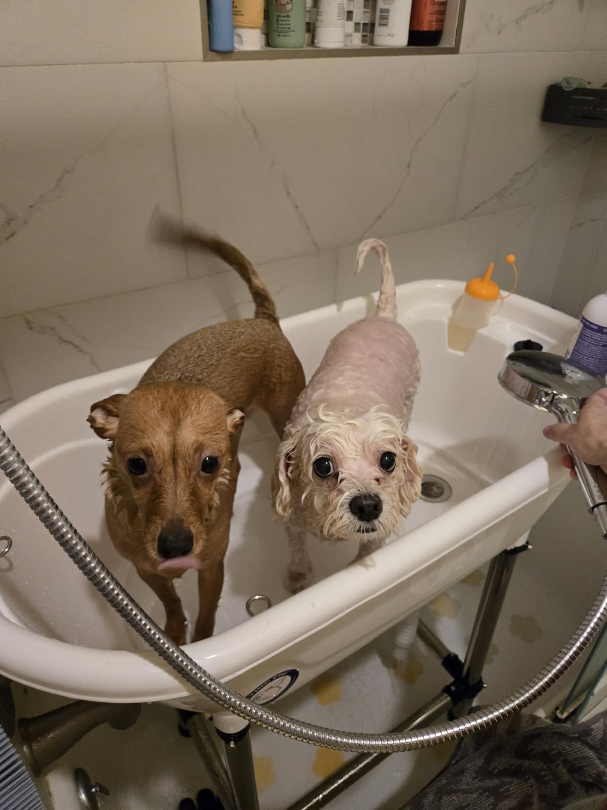 Flying Pig Pet Dog Cat Portable Bath Tub (White, 37.5