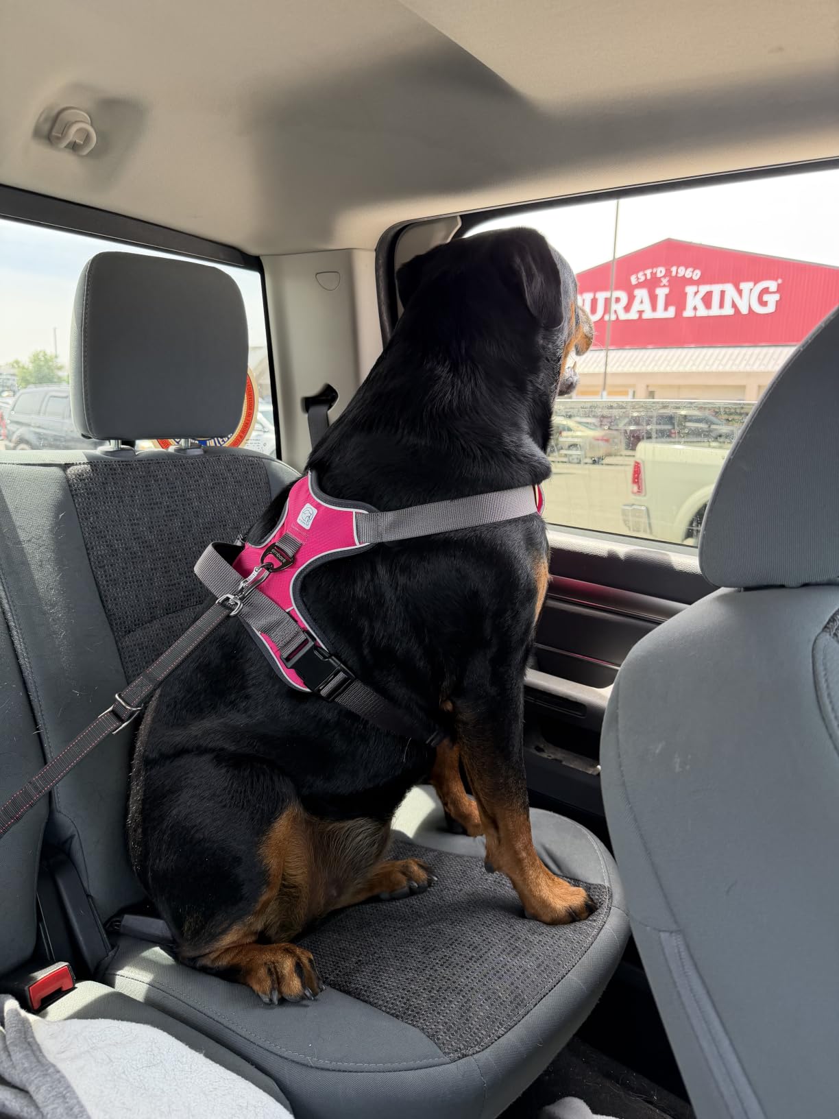 Embark Adventure XL Dog Harness No-Pull for Extra Large Dogs - Reflective, Military-Grade Nylon, Dual Leash Clips, Gel-Lined Handle, Soft & Padded customer photo 1