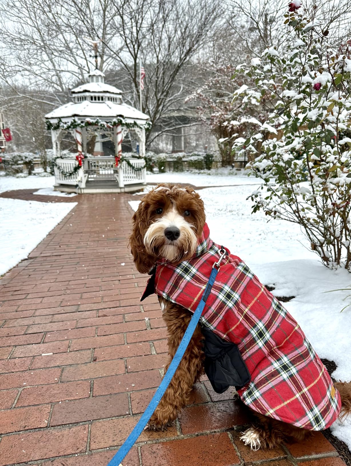 Kuoser Waterproof Dog Coat, Reversible Dog Jacket for Small Dogs, Adjustable Durable Doggie Winter Coat Warm Cozy Puppy Cold Weather Apparel from Small to Large Breed, Blue S customer photo 2