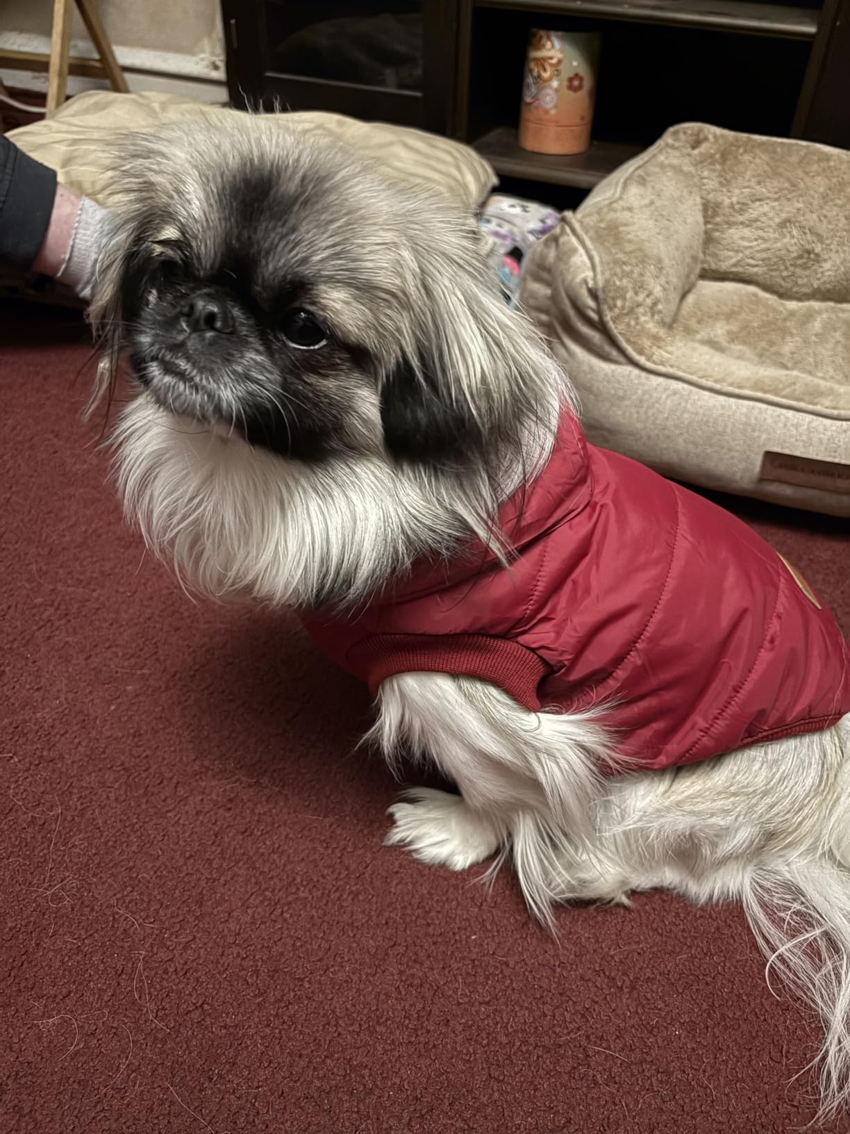 Vecomfy Fleece Lining Extra Warm Dog Hoodie in Winter for Small Dogs Jacket Puppy Coats with Hooded, Red M customer photo 1