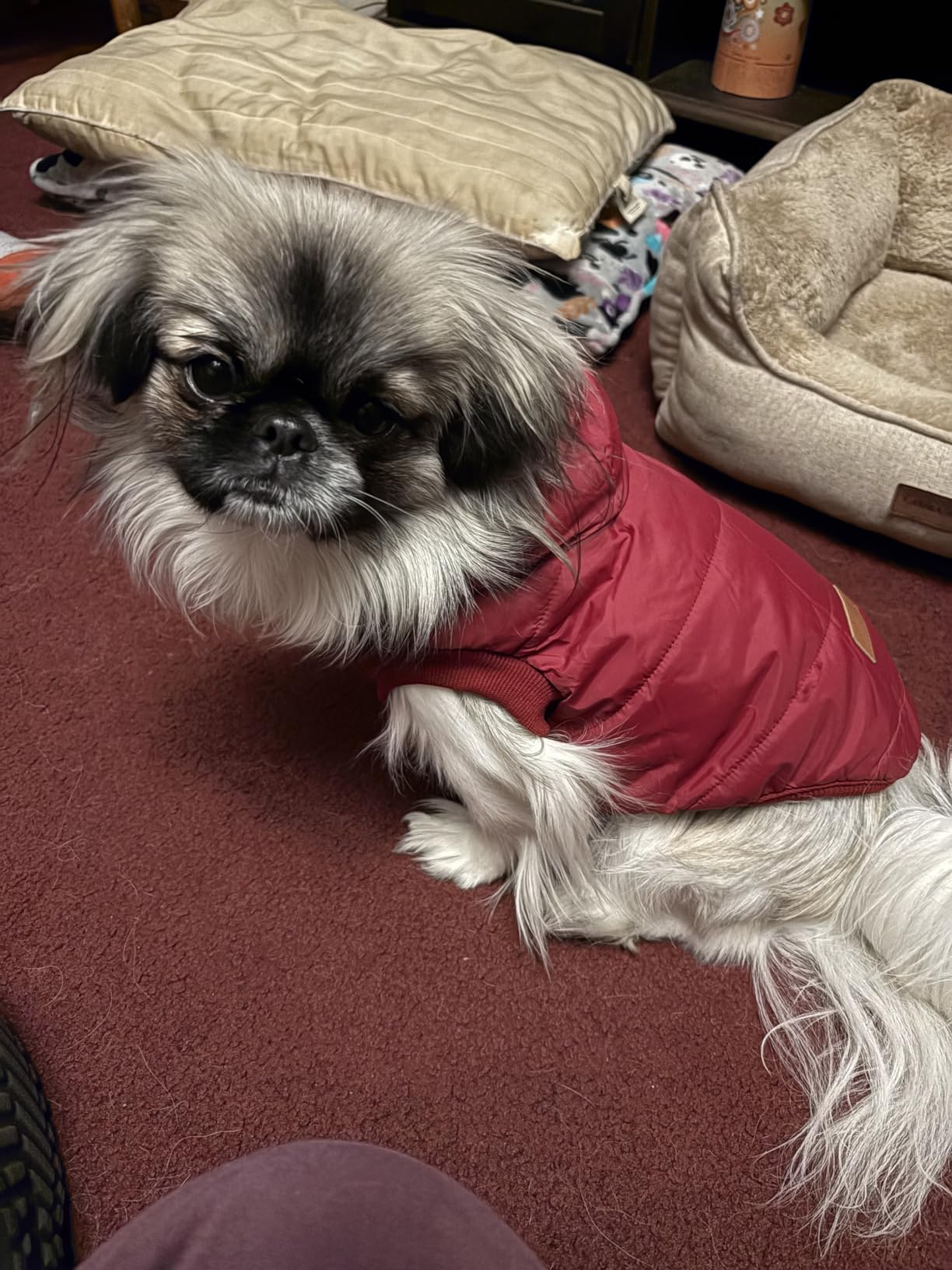 Vecomfy Fleece Lining Extra Warm Dog Hoodie in Winter for Small Dogs Jacket Puppy Coats with Hooded, Red M customer photo 2