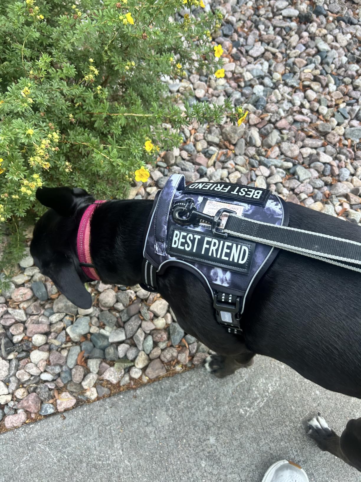 Auroth Tactical Dog Harness for Large Dogs No Pull Adjustable Pet Harness Reflective K9 Working Training Easy Control Pet Vest Military Service Dog Harness customer photo 1