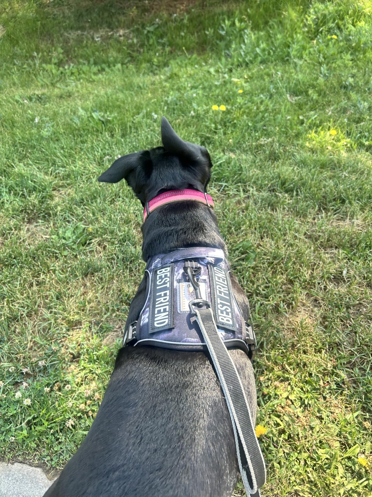 Auroth Tactical Dog Harness for Large Dogs No Pull Adjustable Pet Harness Reflective K9 Working Training Easy Control Pet Vest Military Service Dog Harness customer photo 2