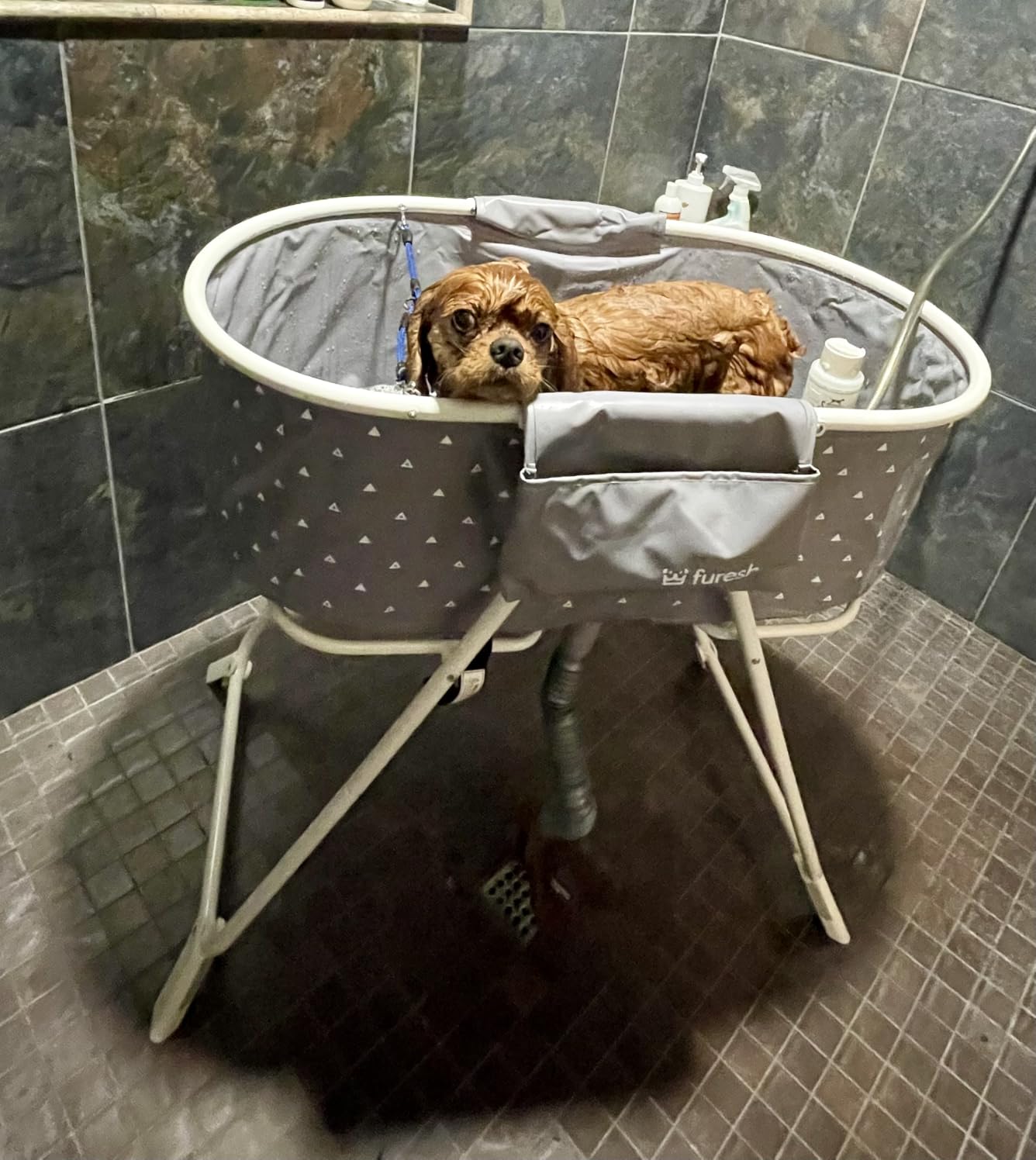Furesh Little Dipper Dog Bath Tub and Wash Station for Bathing Shower and Grooming, Elevated Foldable and Portable, Indoor and Outdoor, for Small and Medium Size Dogs, Cats and Other Pet (Gray) customer photo 1