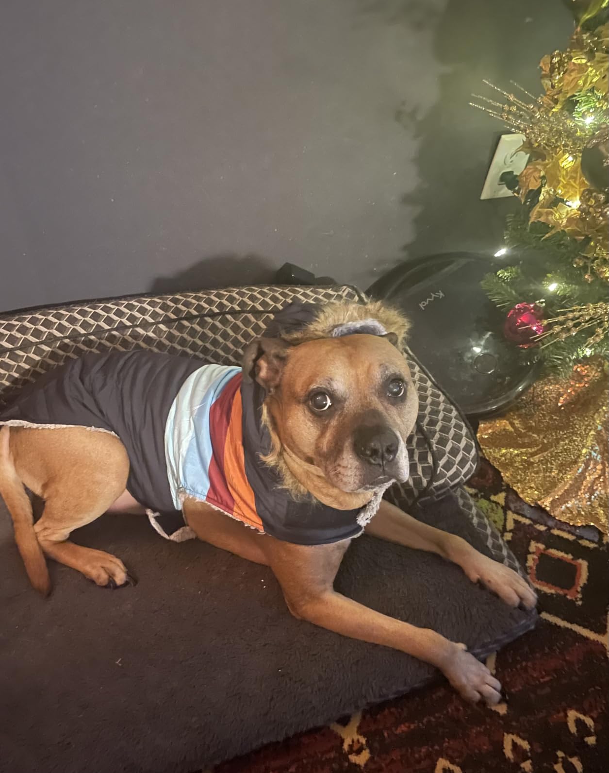 HDE Dog Puffer Jacket Fleece Lined Warm Dog Parka Winter Coat with Harness Hole Navy Retro Stripe - M customer photo 1