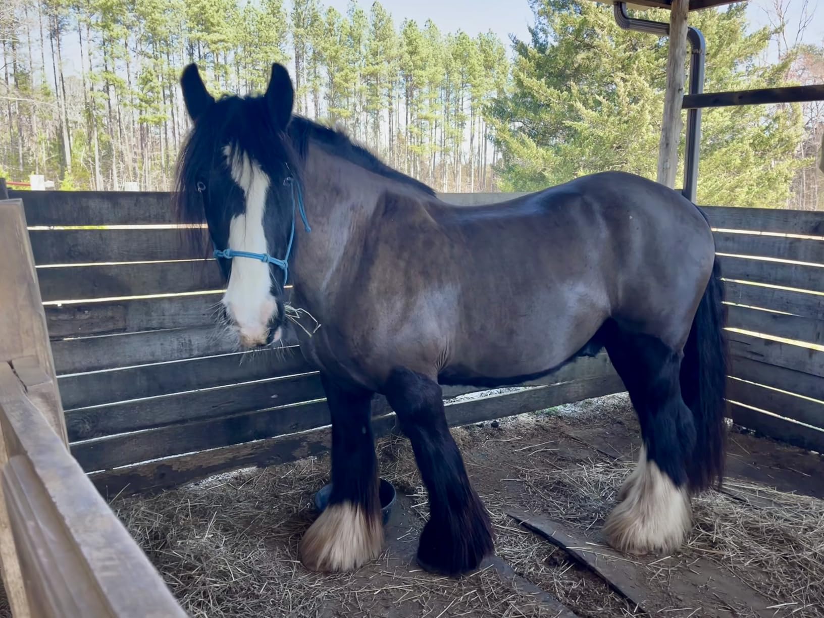 Andis 23330 Professional AGC Super 2-Speed Horse Clipper with Detachable Blade - Cool & Quiet Running Design - Includes Ultra Edge Size T-84 Blade customer photo 1