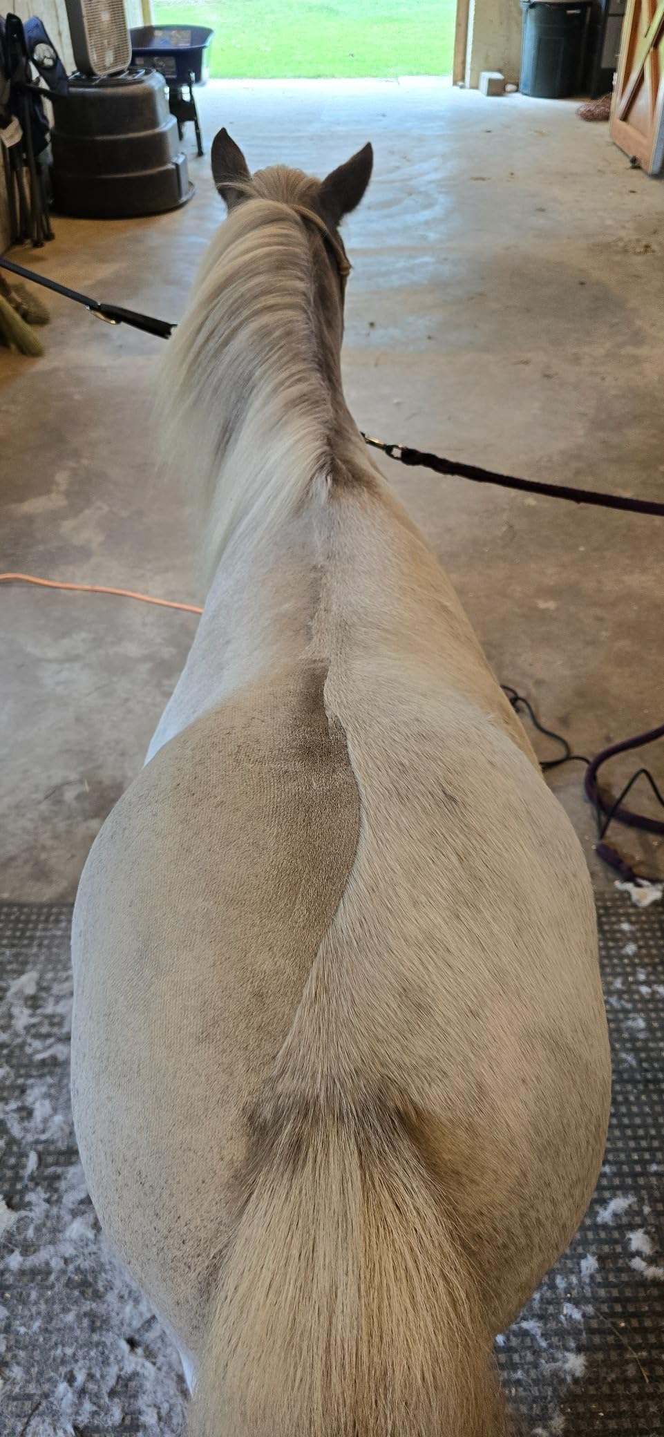 Andis 23330 Professional AGC Super 2-Speed Horse Clipper with Detachable Blade - Cool & Quiet Running Design - Includes Ultra Edge Size T-84 Blade customer photo 2