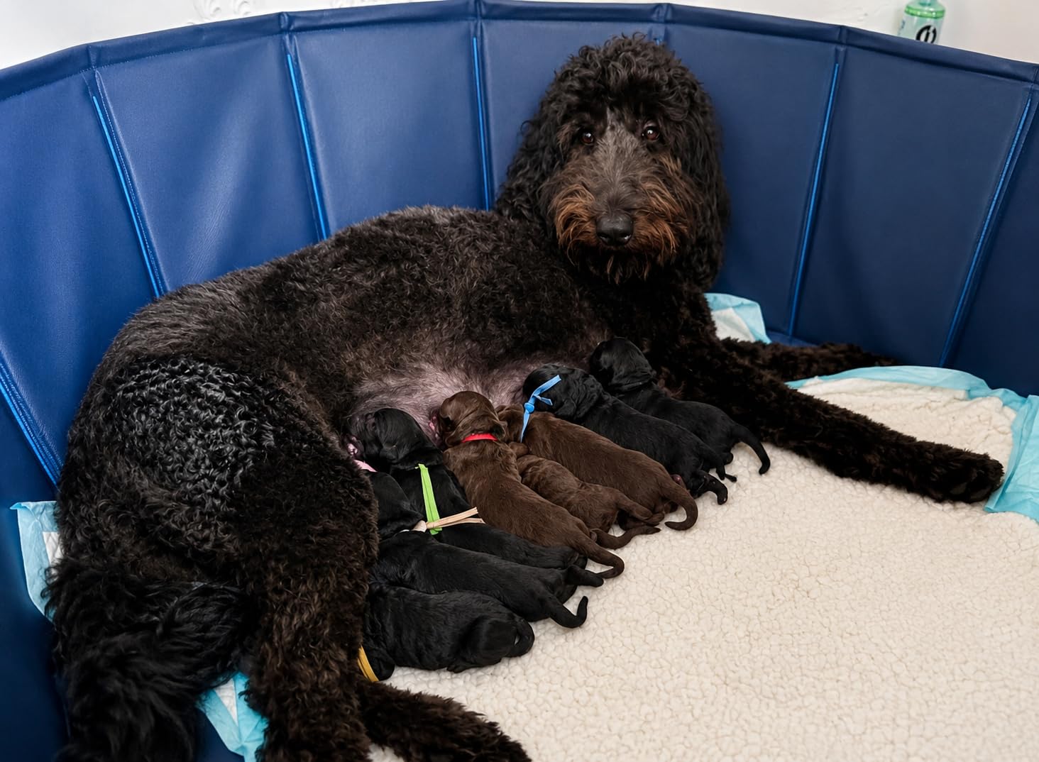 Artilife Whelping Box for Dogs Welp Box Whelping Pool, Puppy Whelping Pen for Dogs Puppies, Great for Puppies, Easy to Clean (47inch Dia.x12inch H) customer photo 1