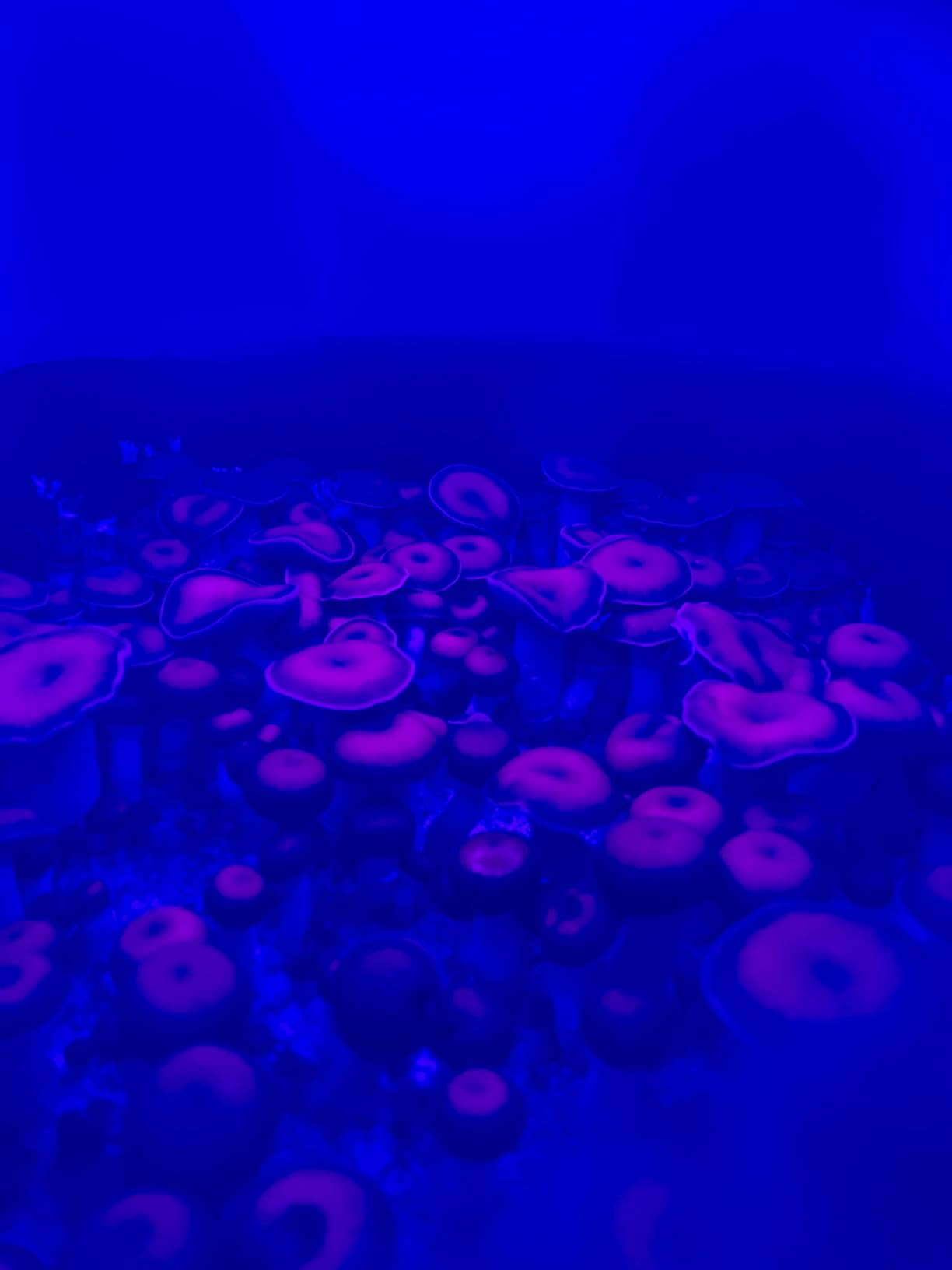 Myco Labs Mushroom Monotub Grow Kit | Complete Mushroom Grow Kit | Includes Sterilized Grain Spawn Bag, Bulk Substrate, Vermiculite, Filters & More customer photo 1