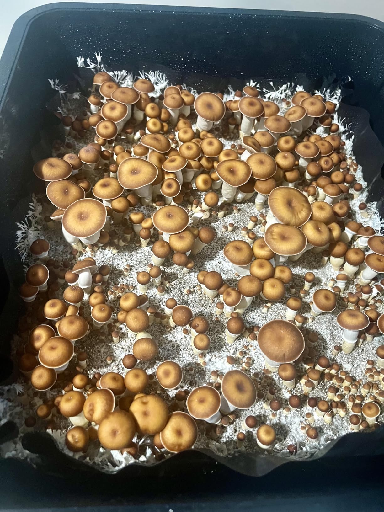 Myco Labs Mushroom Monotub Grow Kit | Complete Mushroom Grow Kit | Includes Sterilized Grain Spawn Bag, Bulk Substrate, Vermiculite, Filters & More customer photo 2